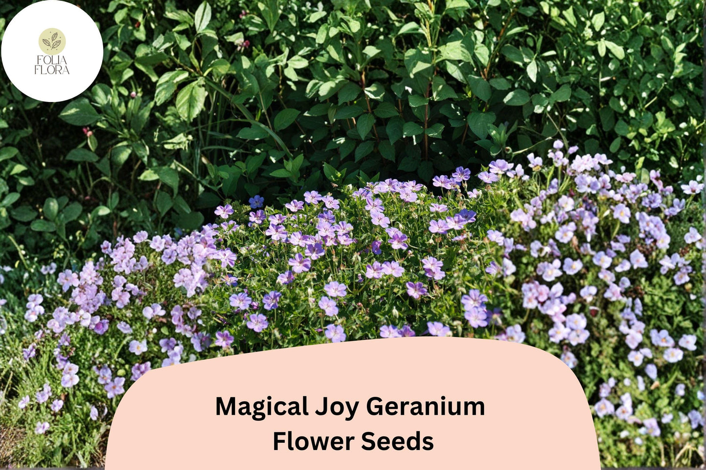 25+ Magical Joy Geranium Seeds for Garden Planting – Purple Flowers, Hardy Perennial
