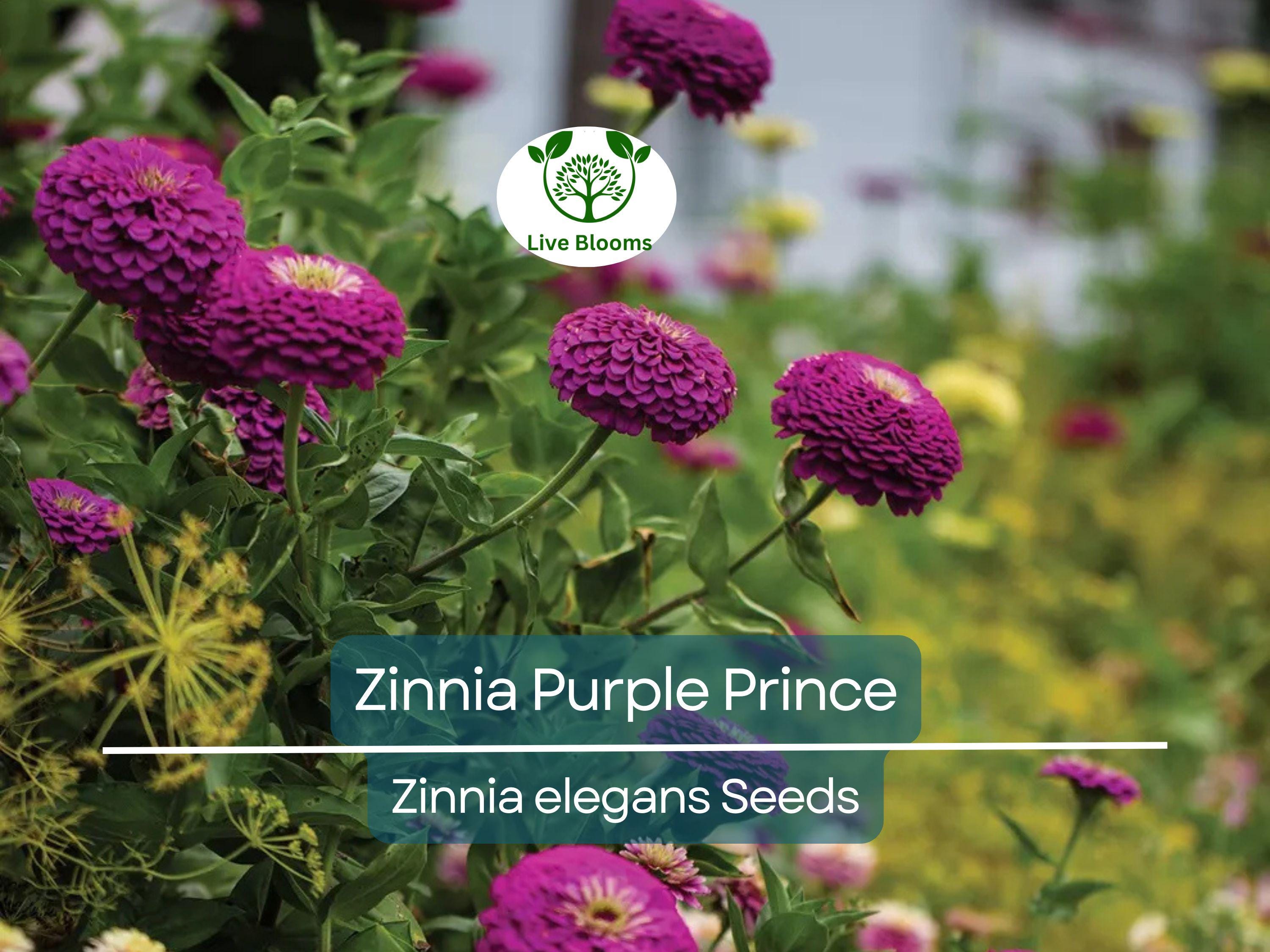 200 Zinnia Purple Prince Seeds – Zinnia elegans, Rich Purple Blooms, Attracts Butterflies & Finches, Cut Flower, Non-GMO