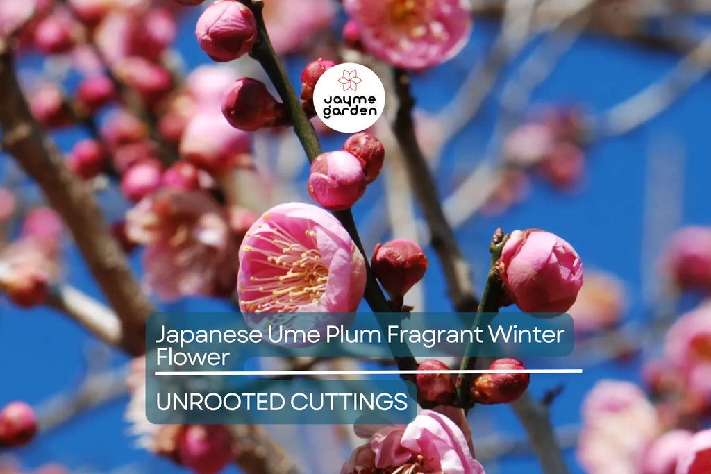 Japanese Ume Plum – 4 Cuttings, Fragrant Winter Flowers & Edible Fruits, Umeboshi and Umeshu  Can't ship to Ca, Fl, Hi, Az
