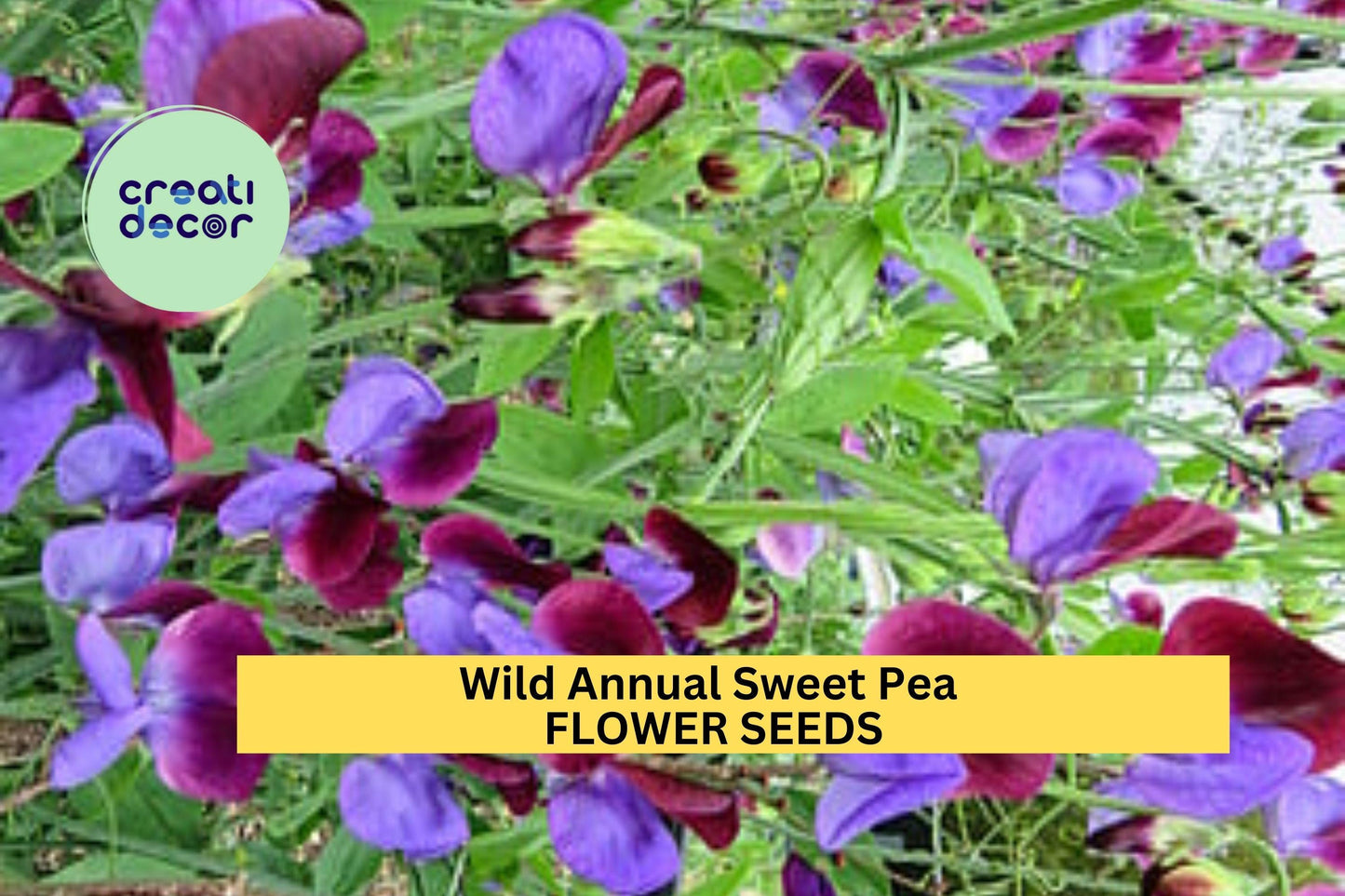 50+ Wild Annual Sweet Pea Seeds – Mixed Color Fragrant Blooms for Garden Planting, Climbing Vines for Trellises & Fences – USA