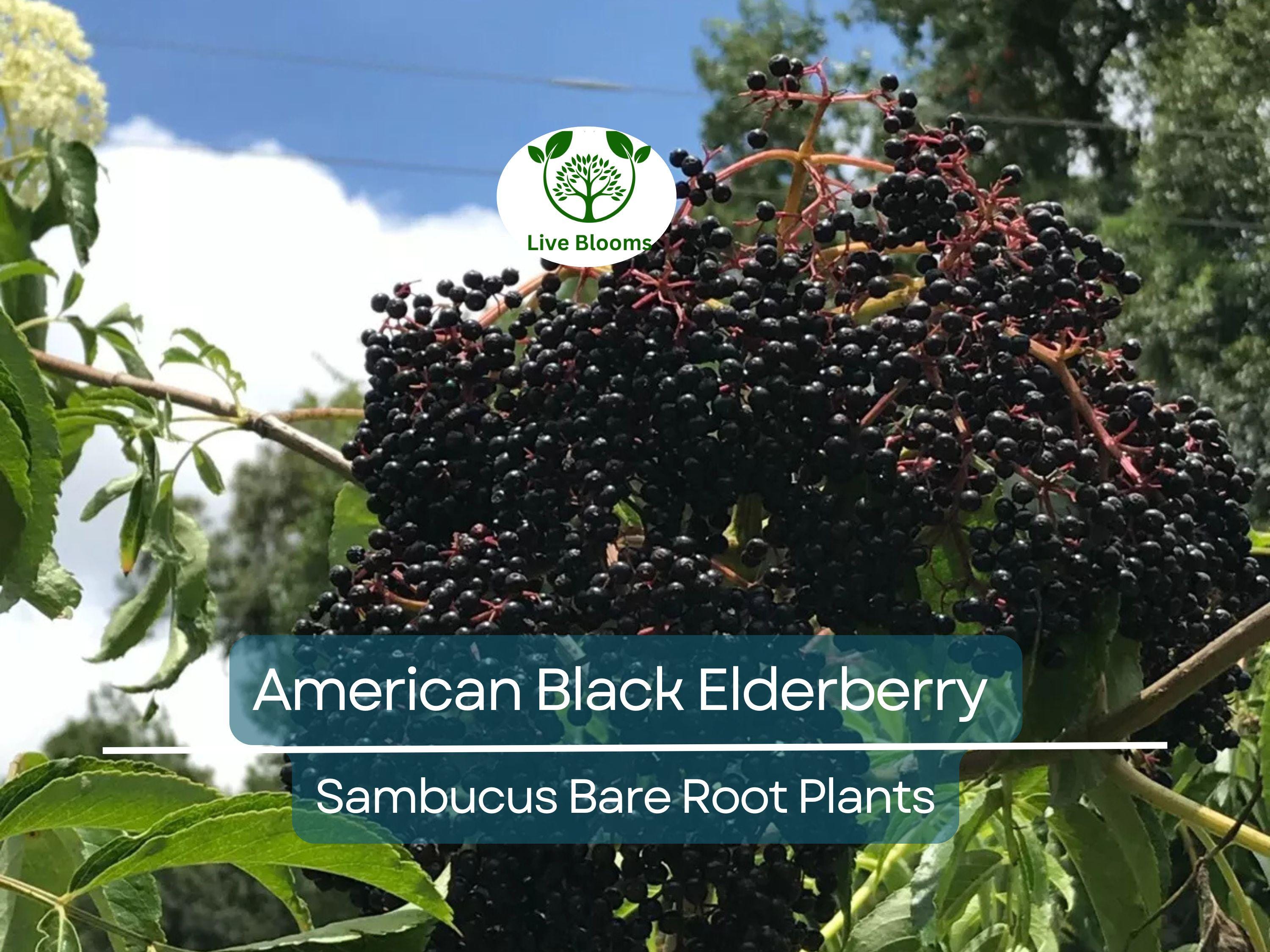 2 American Black Elderberry Plants - Sambucus - Bare Root Live Bush for Planting - Fruit Garden Starter