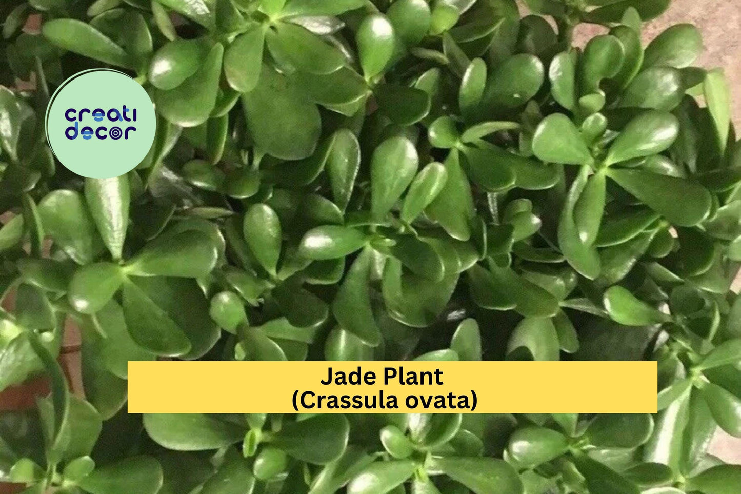 Jade Plant (Crassula ovata) – 4 Fresh Unrooted Cuttings – Easy to Propagate Succulent for Home, Office, or Gifts