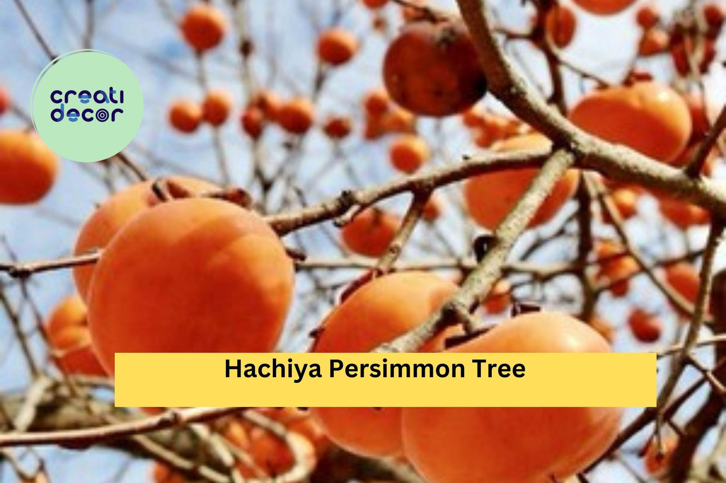 Hachiya Persimmon Tree – 6 Unrooted Cuttings (6–8") Diospyros kaki, Hardy Fruit Tree Cuttings for Rooting or Grafting