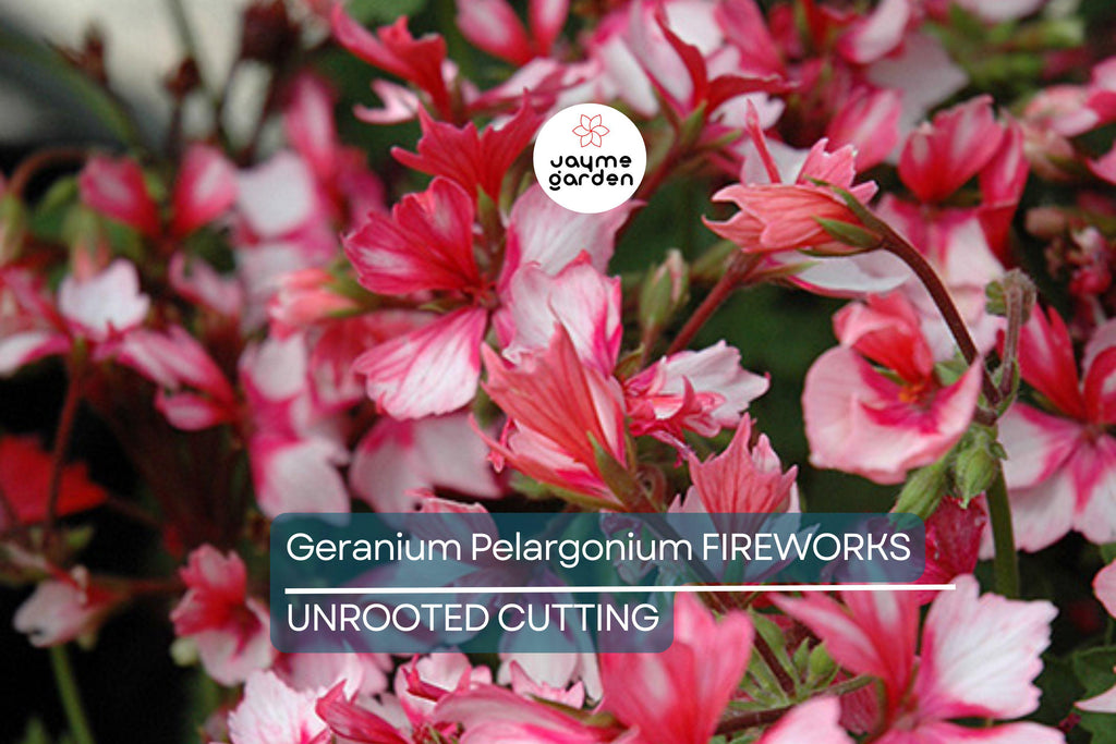 Geranium Pelargonium FIREWORKS – 3 Live 6" Unrooted Cuttings, Climbing Red Blooms