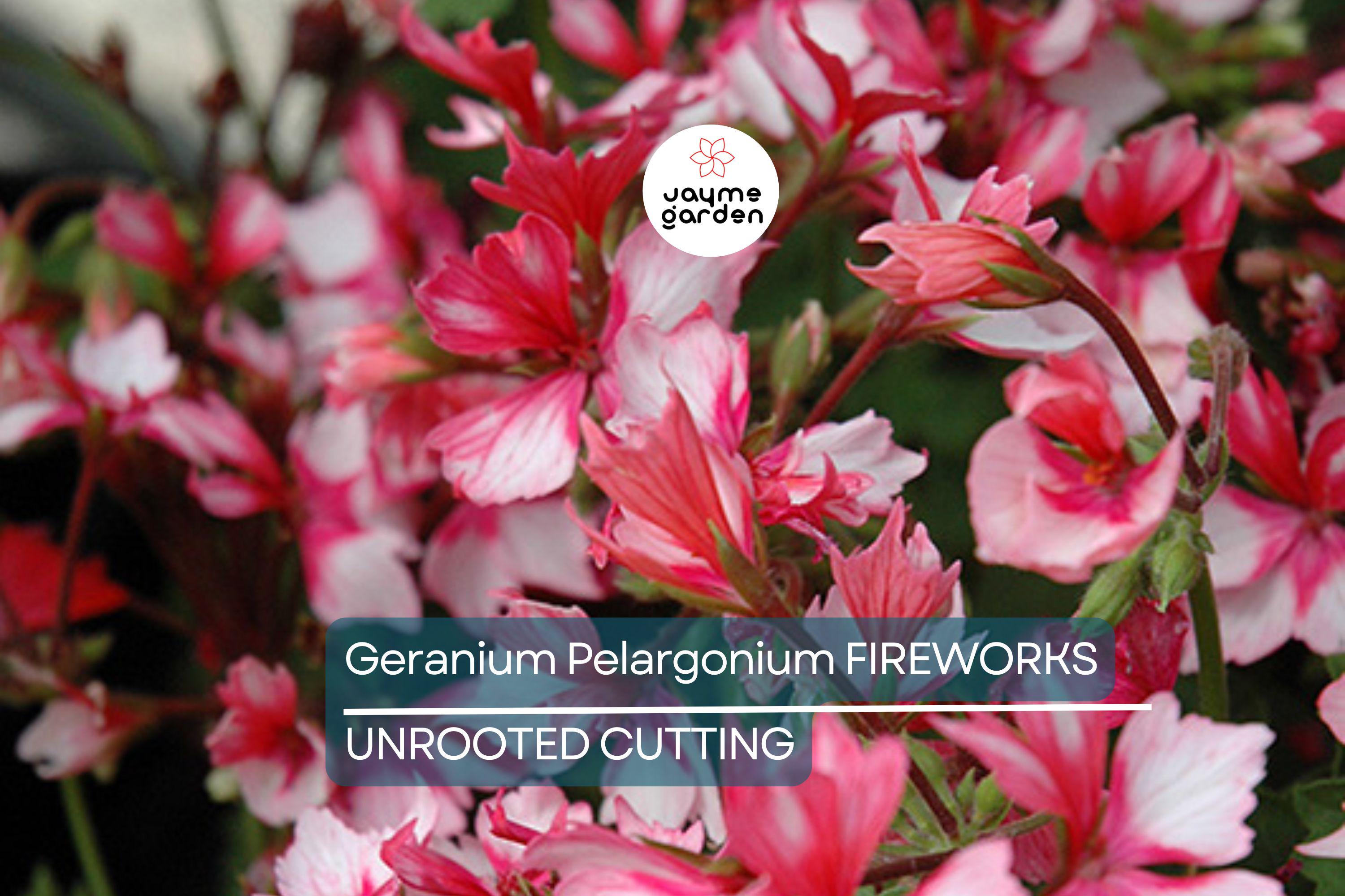 Geranium Pelargonium FIREWORKS – 3 Live 6" Unrooted Cuttings, Climbing Red Blooms