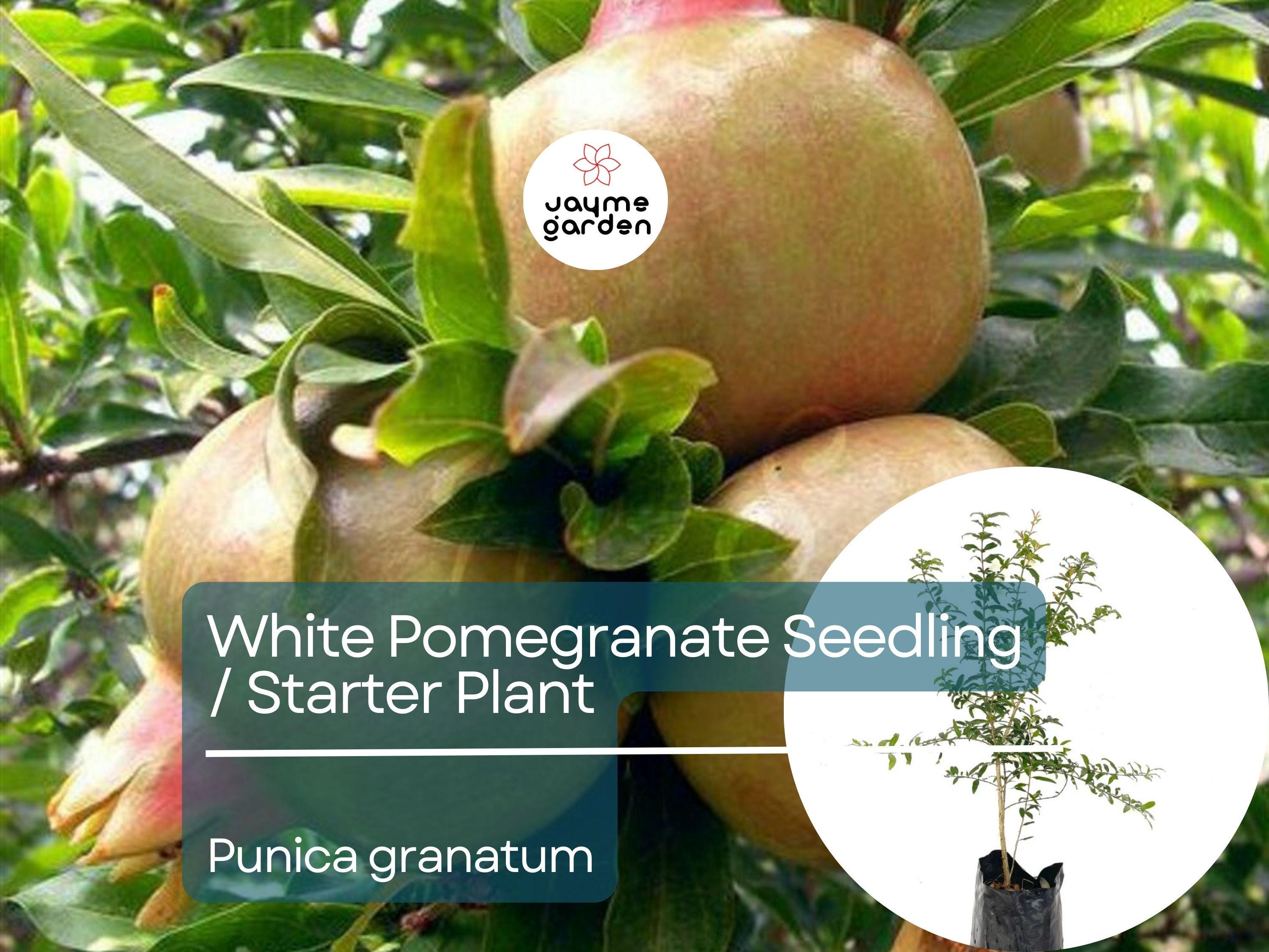 White Pomegranate Starter Plant (Punica granatum) - Live Fruit Tree 1′-2′ Tall - Unique, Sweet Pomegranate for Garden & Orchard