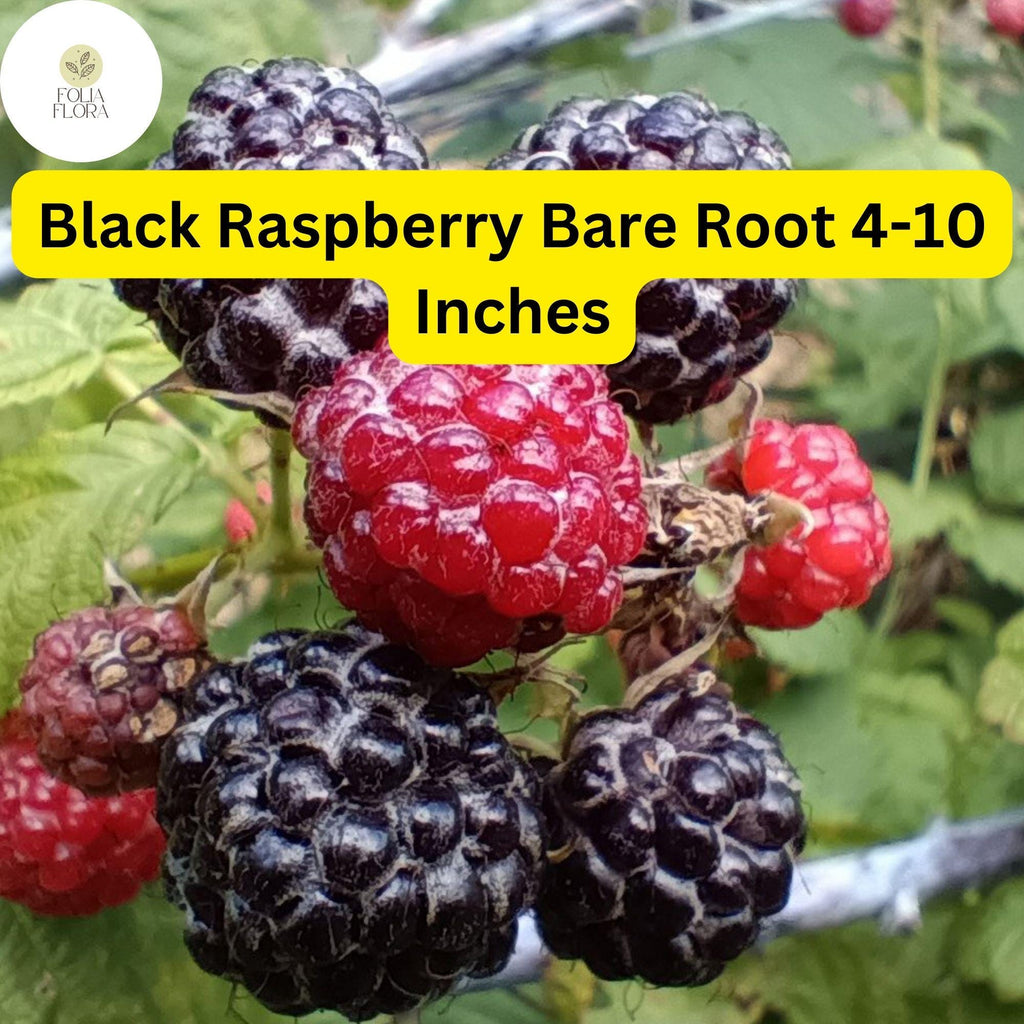 1 Black Raspberry Plant (Mysore Rubus niveus), Live Bare Root Starter Plant, Ready to Grow 4-10 Inches