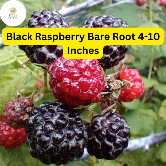 1 Black Raspberry Plant (Mysore Rubus niveus), Live Bare Root Starter Plant, Ready to Grow 4-10 Inches