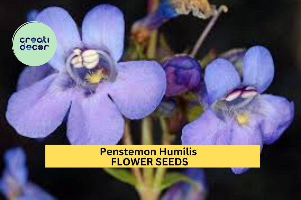 3pcs of 100mg Penstemon humilis Seeds – Low Beardtongue Wildflower for Dry Soil, Rock Gardens & Pollinator Landscaping Seeds for Planting