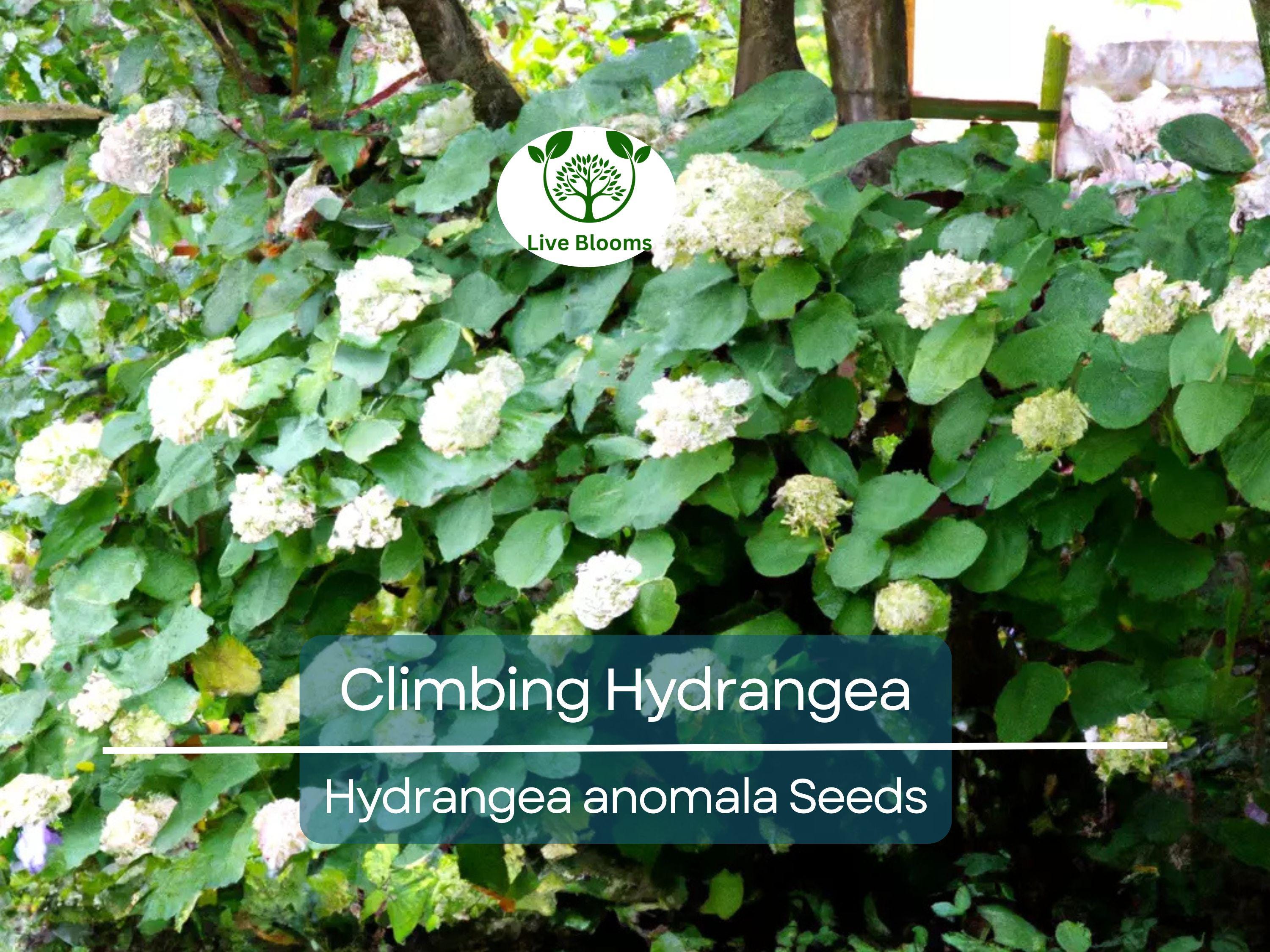50 Climbing Hydrangea Seeds (Hydrangea anomala), Vining Flower Bush, Creeping Hedge Shrub, Hardy Evergreen for Garden, Fences, & Landscaping