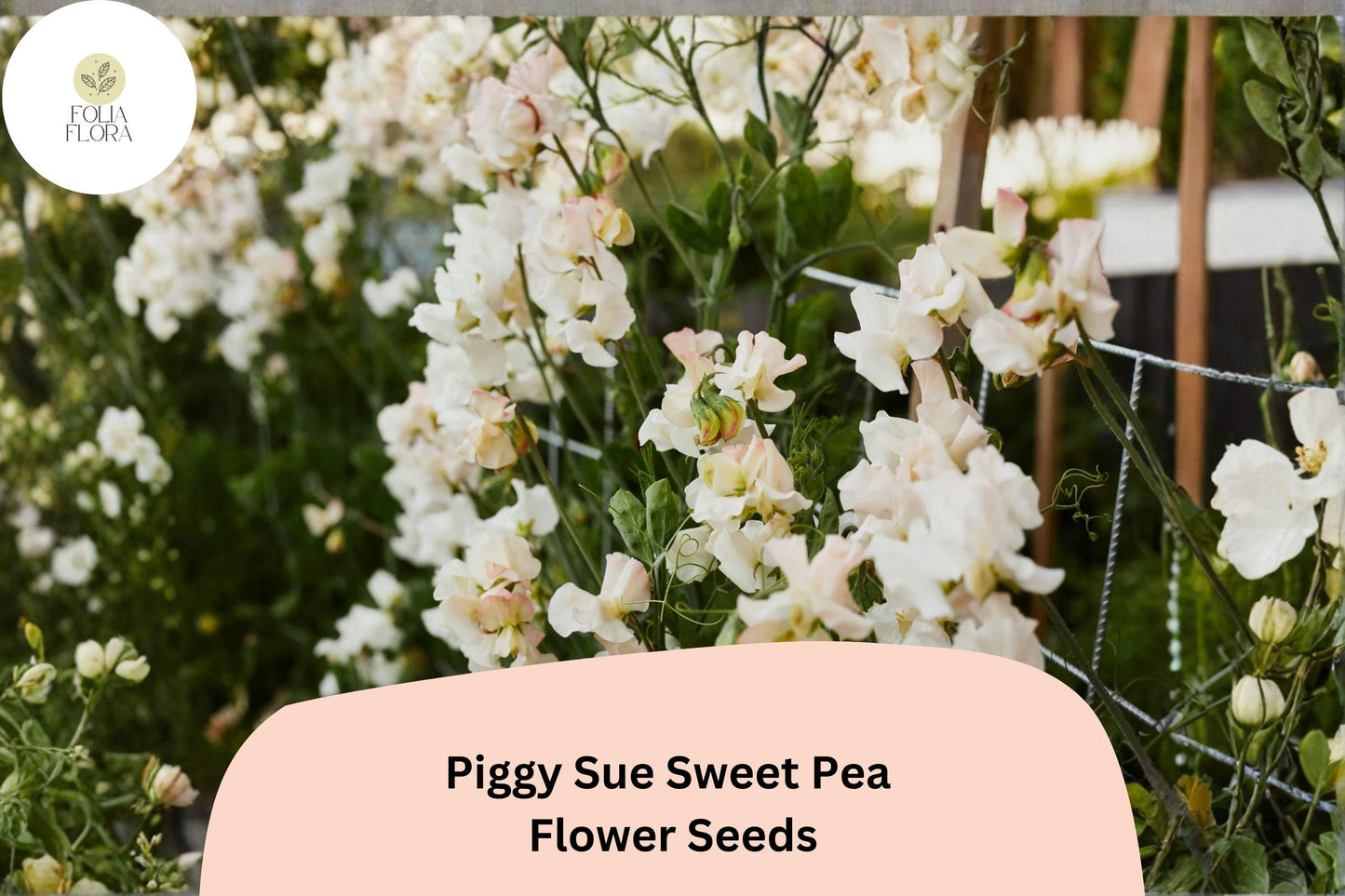 Piggy Sue Sweet Pea Seeds | Lathyrus odoratus Climbing Vine (50+ Seeds) for Garden Planting