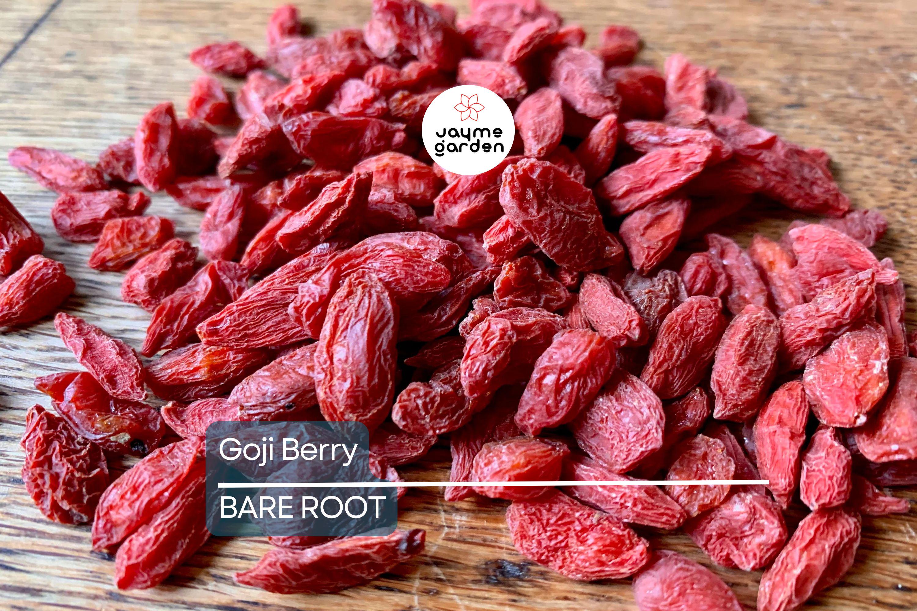 2 Fresh Goji Berry Cuttings – Bare Root Live Plant – Easy to Grow – Ready to Plant