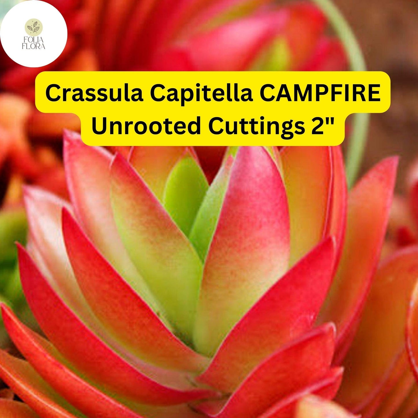 Crassula Capitella ‘Campfire’ | 3 Unrooted 2” Cuttings | Red-Tinged Succulent, Fast-Growing, Easy-Care, Unique Trailing Plant