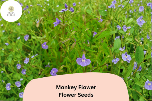 5000 Mimulus ringens Seeds | Allegheny Monkey Flower | Purple Native Perennial for Wetland & Pollinator Garden