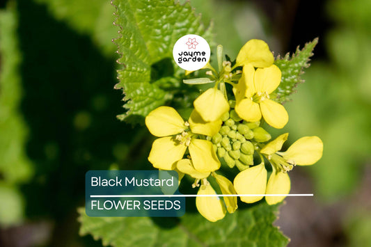 1,000 Black Mustard Seeds - Heirloom Brassica nigra, Culinary & Medicinal Spice, Non-GMO
