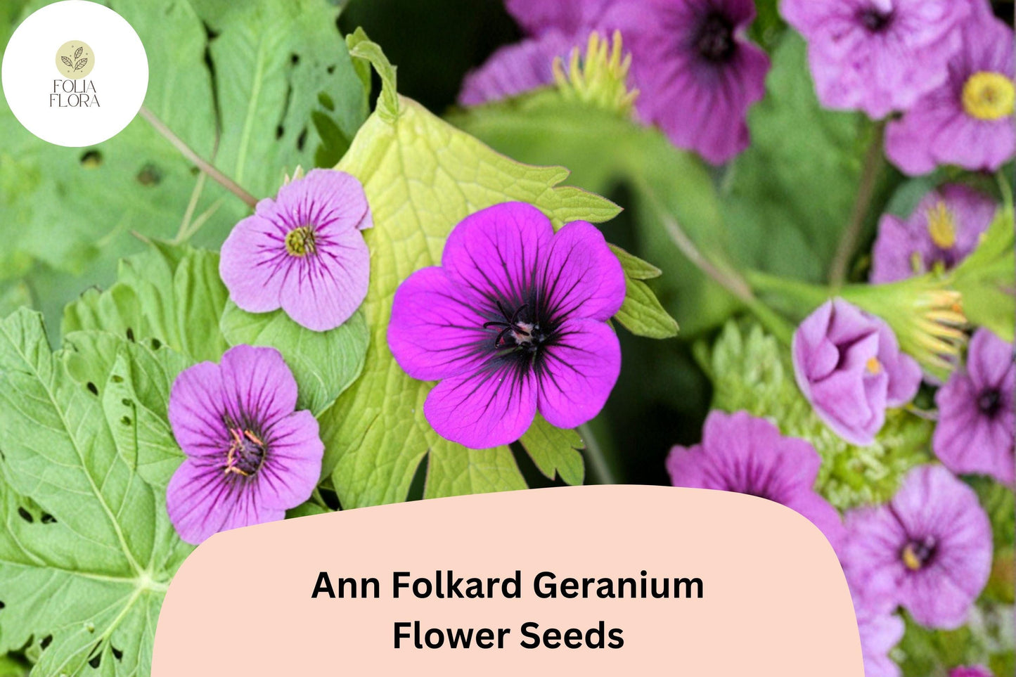 25+ Ann Folkard Geranium Seeds | Hardy Perennial Magenta Cranesbill | Long-Blooming Garden Flower