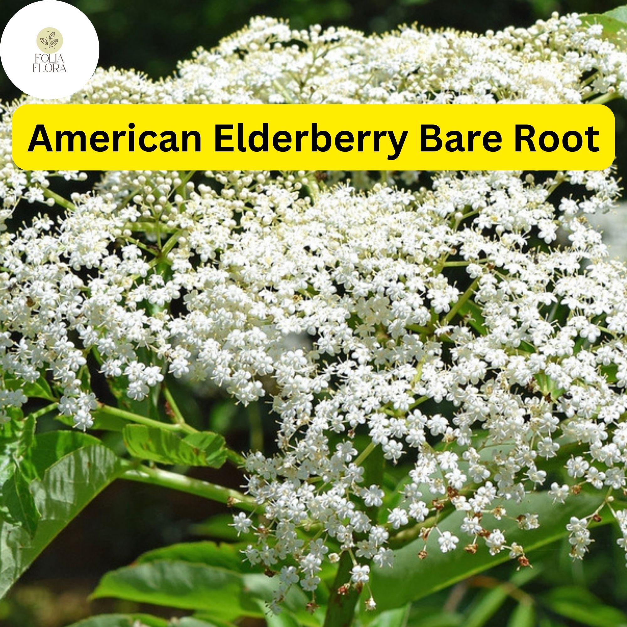 1 Bare Root American Elderberry Tree, Sambucus canadensis, Fully Rooted Live Plant, Edible Berries