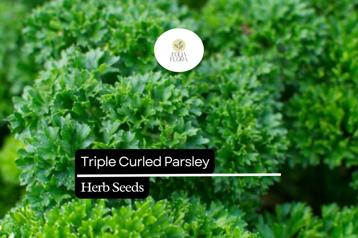 500 Seeds Triple Curled Parsley (Petroselinum crispum) - Flavorful Herb for Culinary & Ornamental Use
