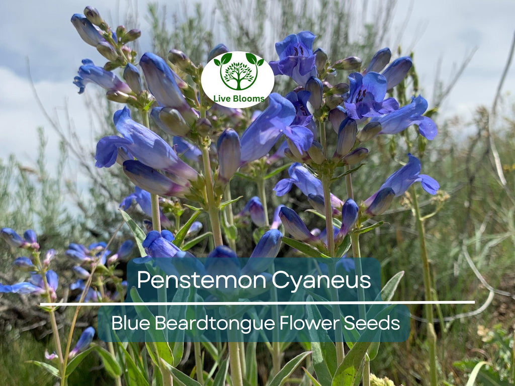 100 mg Seeds Penstemon Cyaneus (Blue Beardtongue) for Planting | Stunning Perennial Wildflower for Pollinator Gardens & Landscapes