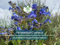 100 mg Seeds Penstemon Cyaneus (Blue Beardtongue) for Planting | Stunning Perennial Wildflower for Pollinator Gardens & Landscapes