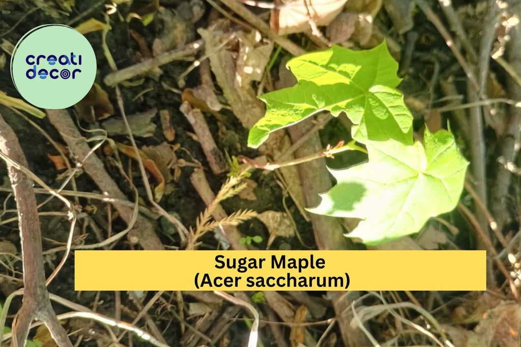 Sugar Maple Tree – 1 Live Bare Root Seedling, Acer saccharum Starter Tree for Shade or Landscape, Hardy Deciduous Maple Zones 3–8