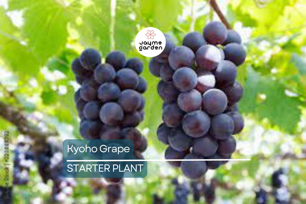 Kyoho Grape Seedling | 8” Live Starter Plant | Sweet Purple Grapes | Ready to Plant | Low Maintenance Vine for Sub-Tropical Gardens