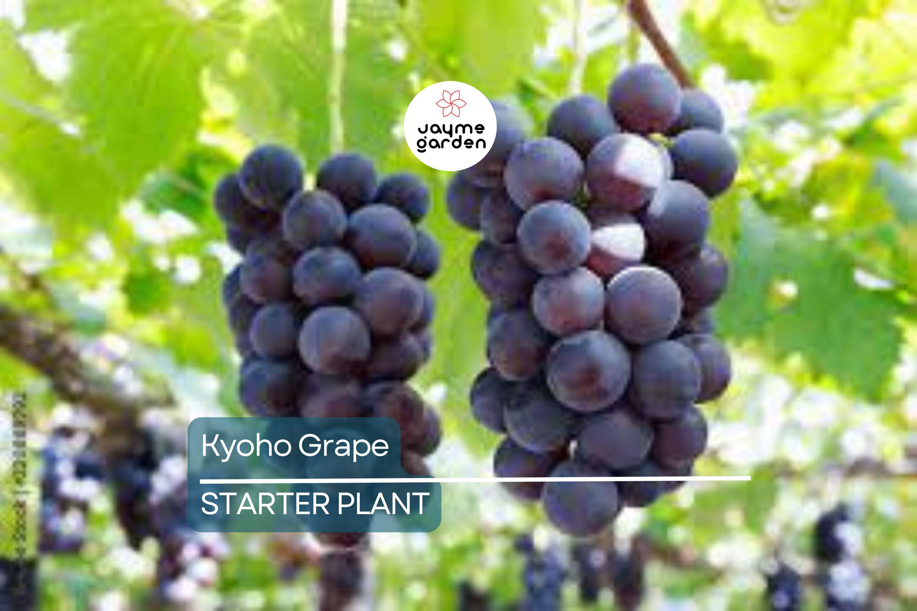 Kyoho Grape Seedling | 8” Live Starter Plant | Sweet Purple Grapes | Ready to Plant | Low Maintenance Vine for Sub-Tropical Gardens