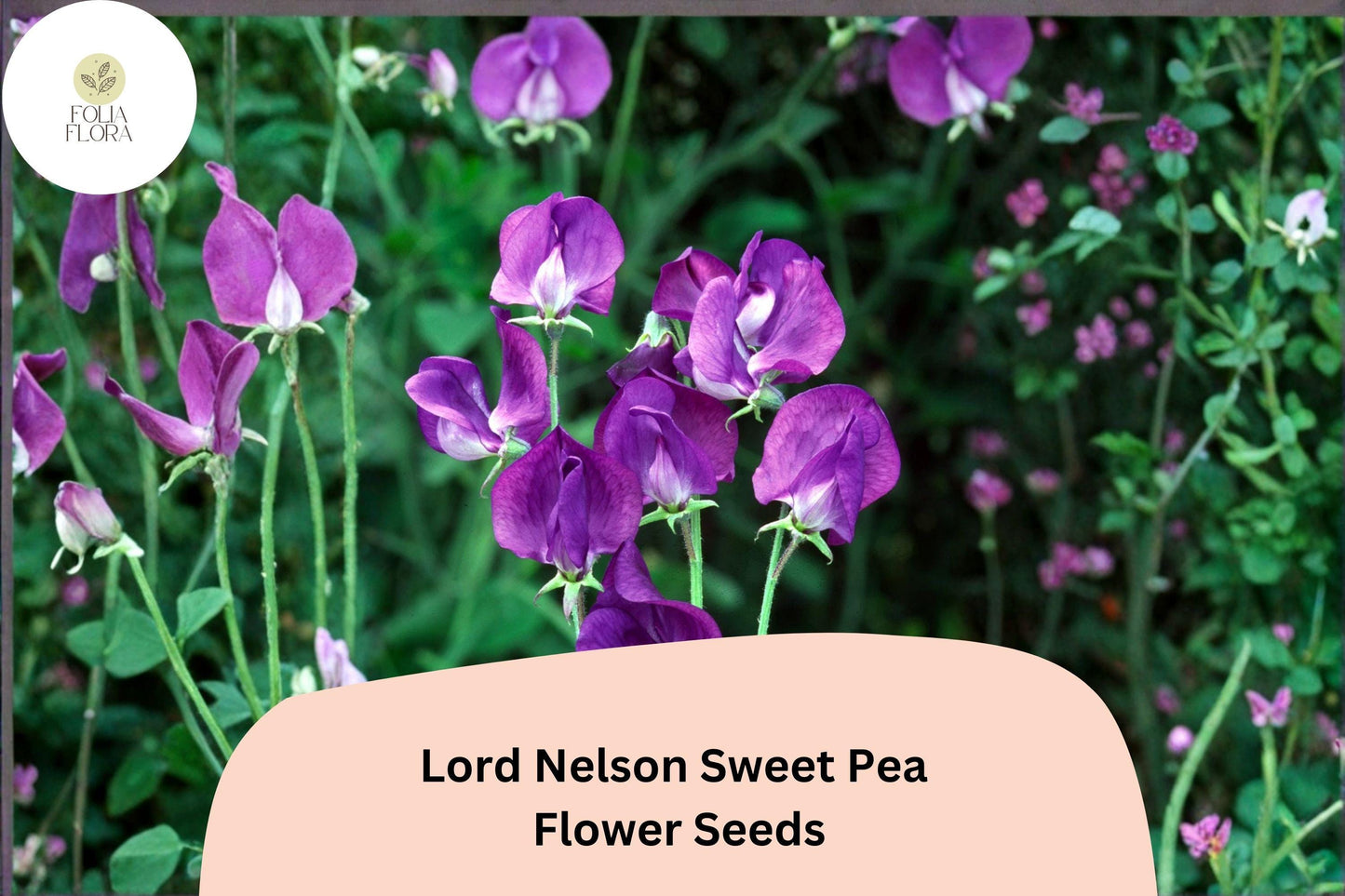 50+ Lord Nelson Sweet Pea Seeds | Fragrant Purple Flower for Garden Trellis & Cut Flowers