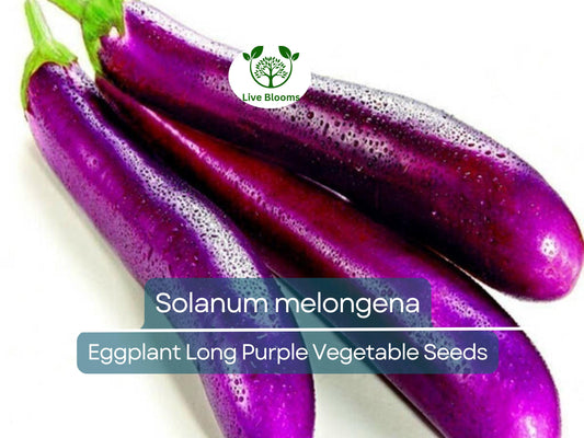 50 Seeds Eggplant Long Purple (Solanum melongena) - Non-GMO, Heirloom, Slim, Long, Easy to Grow, Perfect for Garden, Organic Planting