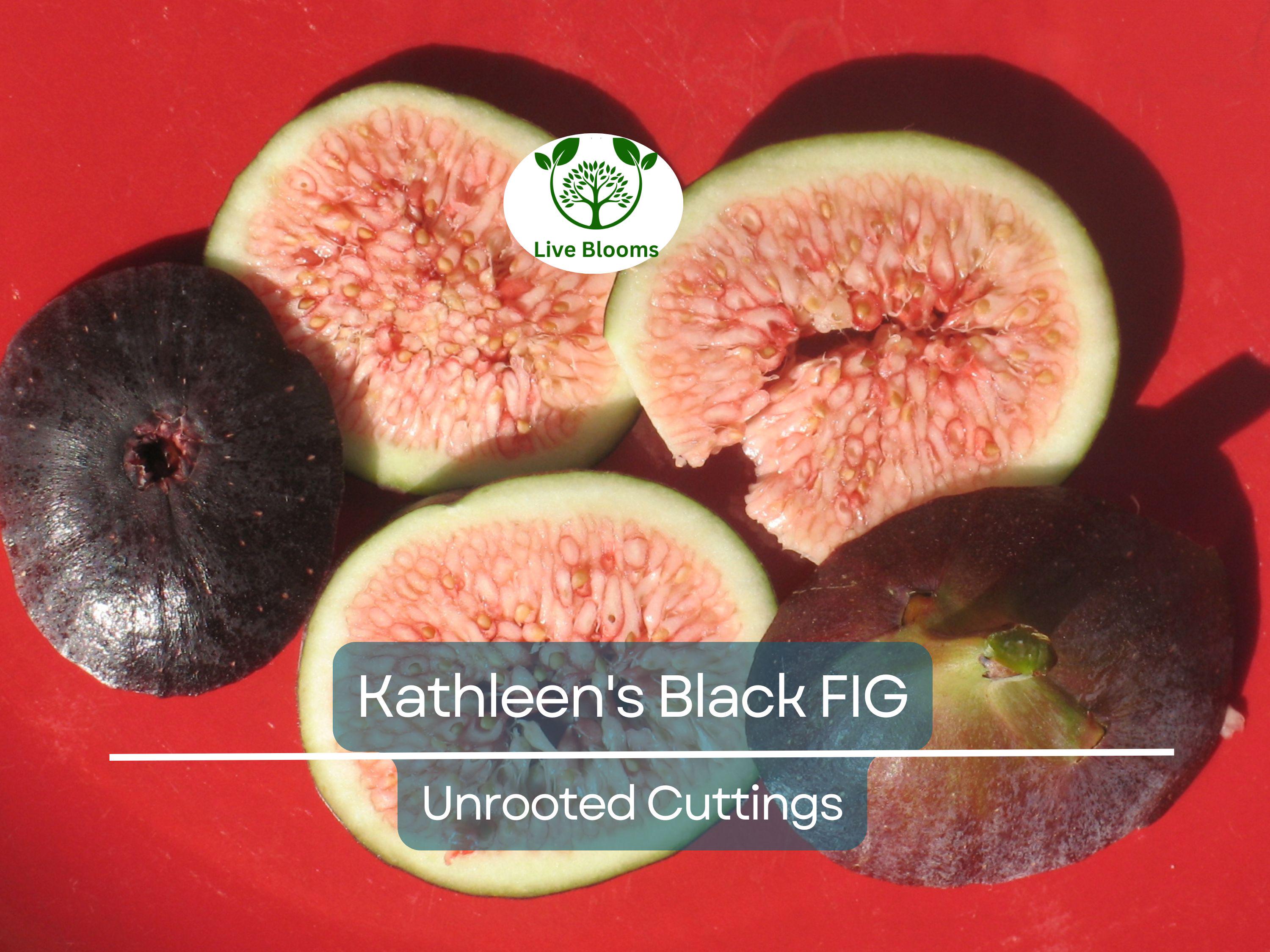 1 Kathleen's Black Fig Unrooted Cutting (Ficus carica) - At Least 3 Nodes, 8 Inches Long - Premium Fig Cutting for Rooting & Grafting
