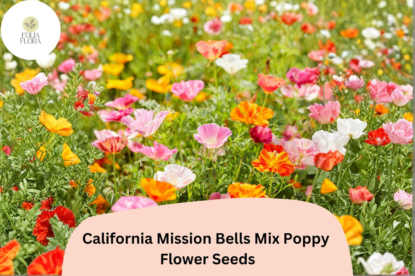 200+ California Mission Bells Poppy Seeds - Vibrant Mix for Garden Planting