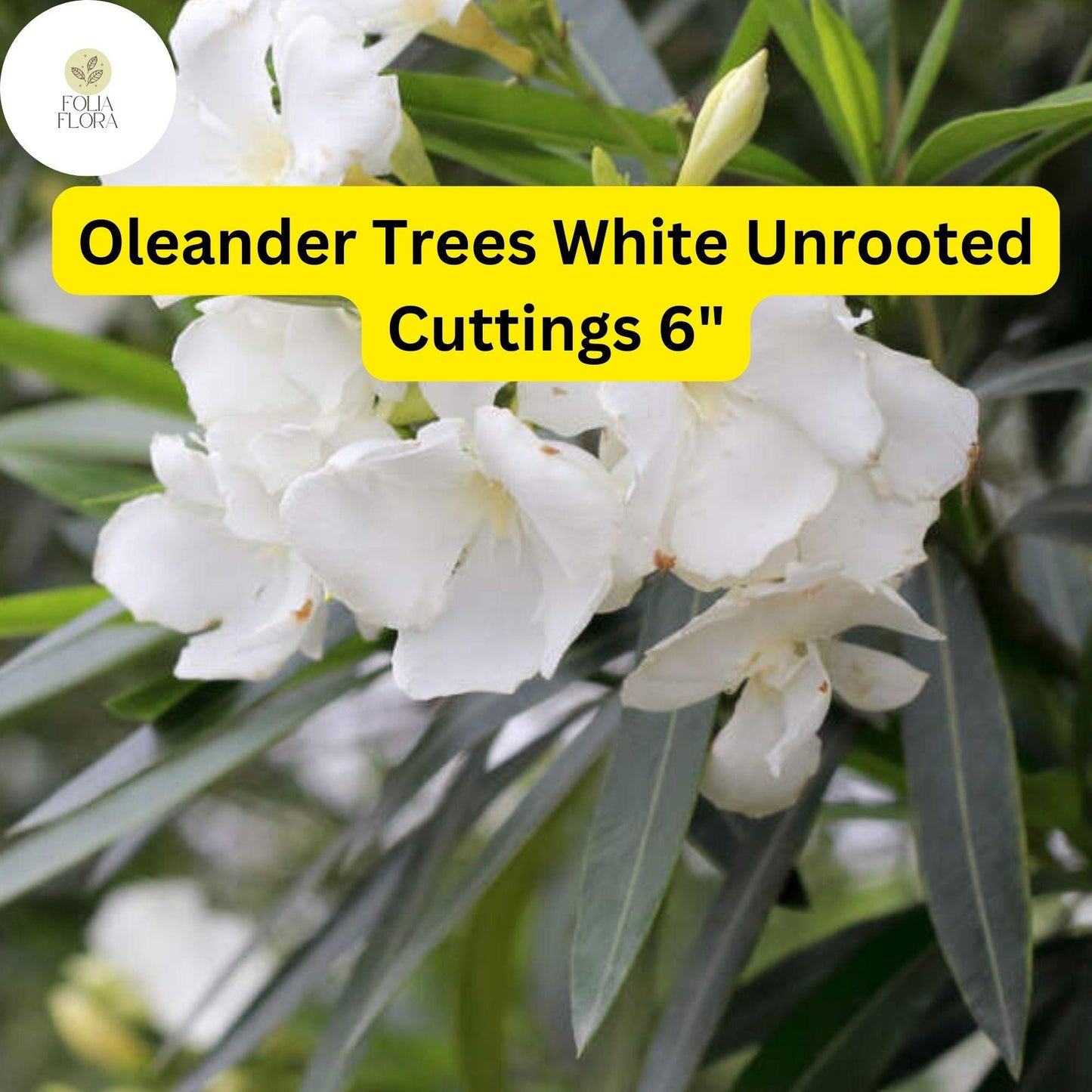 Oleander Tree ‘White’ | 7 Live 6” Unrooted Cuttings | Fast-Growing, Drought-Tolerant, Fragrant White Flowers, Easy-Care