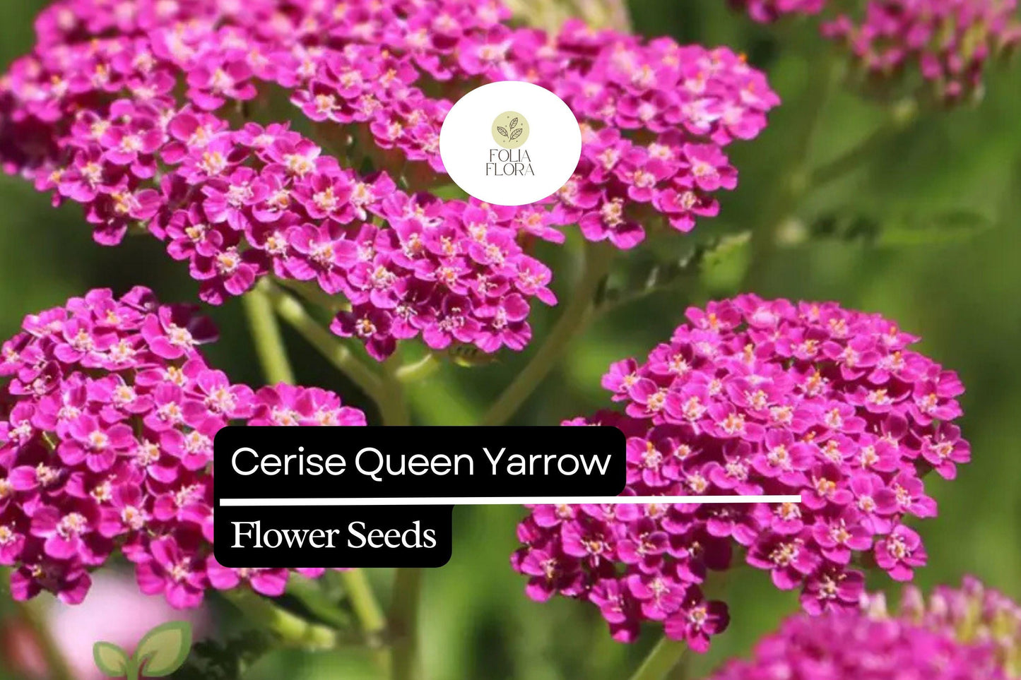 Cerise Queen Yarrow - Achillea Millefolium - Vibrant Pink Blooms for Pollinator Gardens and Drought-Tolerant Landscaping