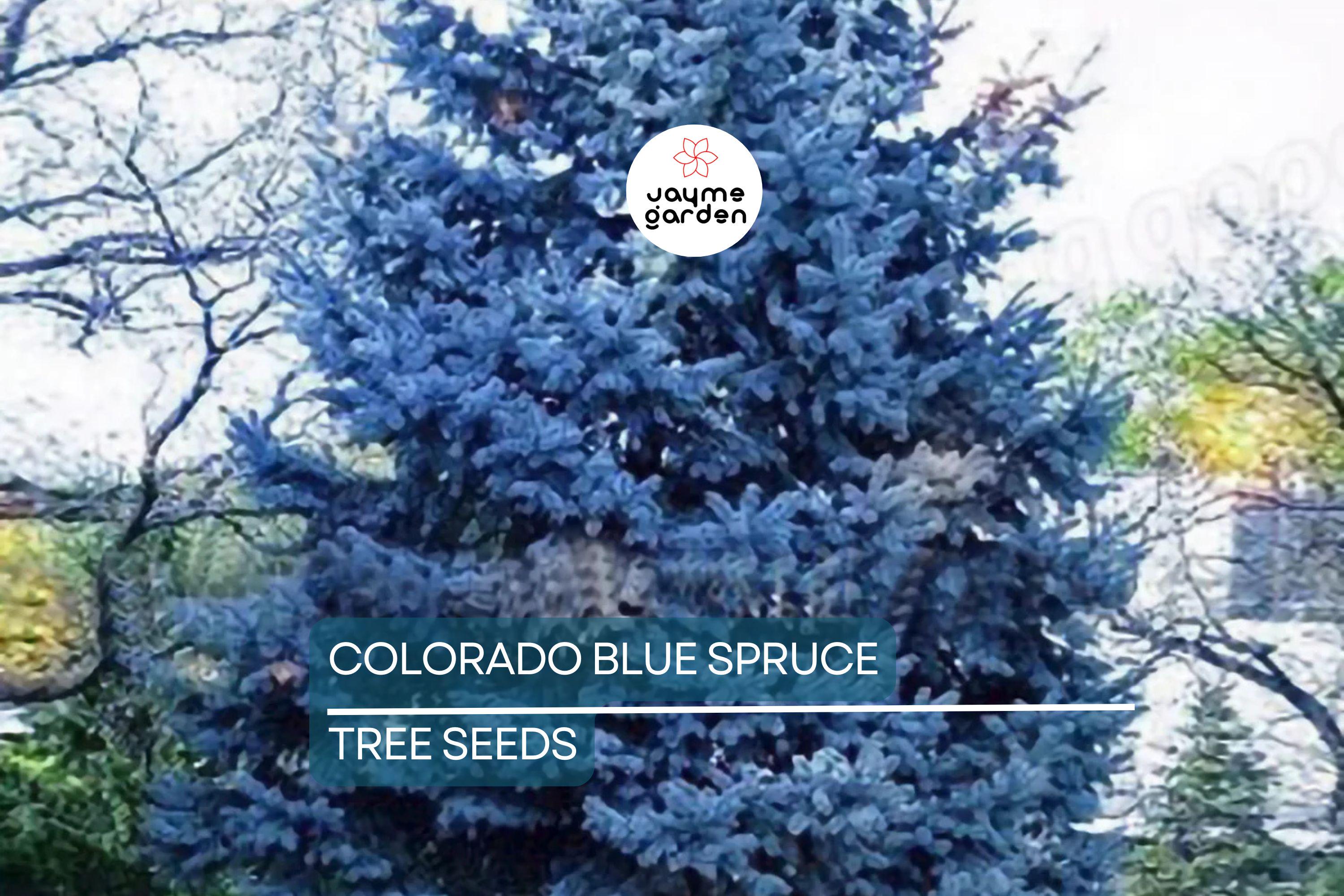 20 Colorado Blue Spruce Seeds (Picea pungens) – Cold Hardy Evergreen, Bonsai Potential, 115ft Mature Height