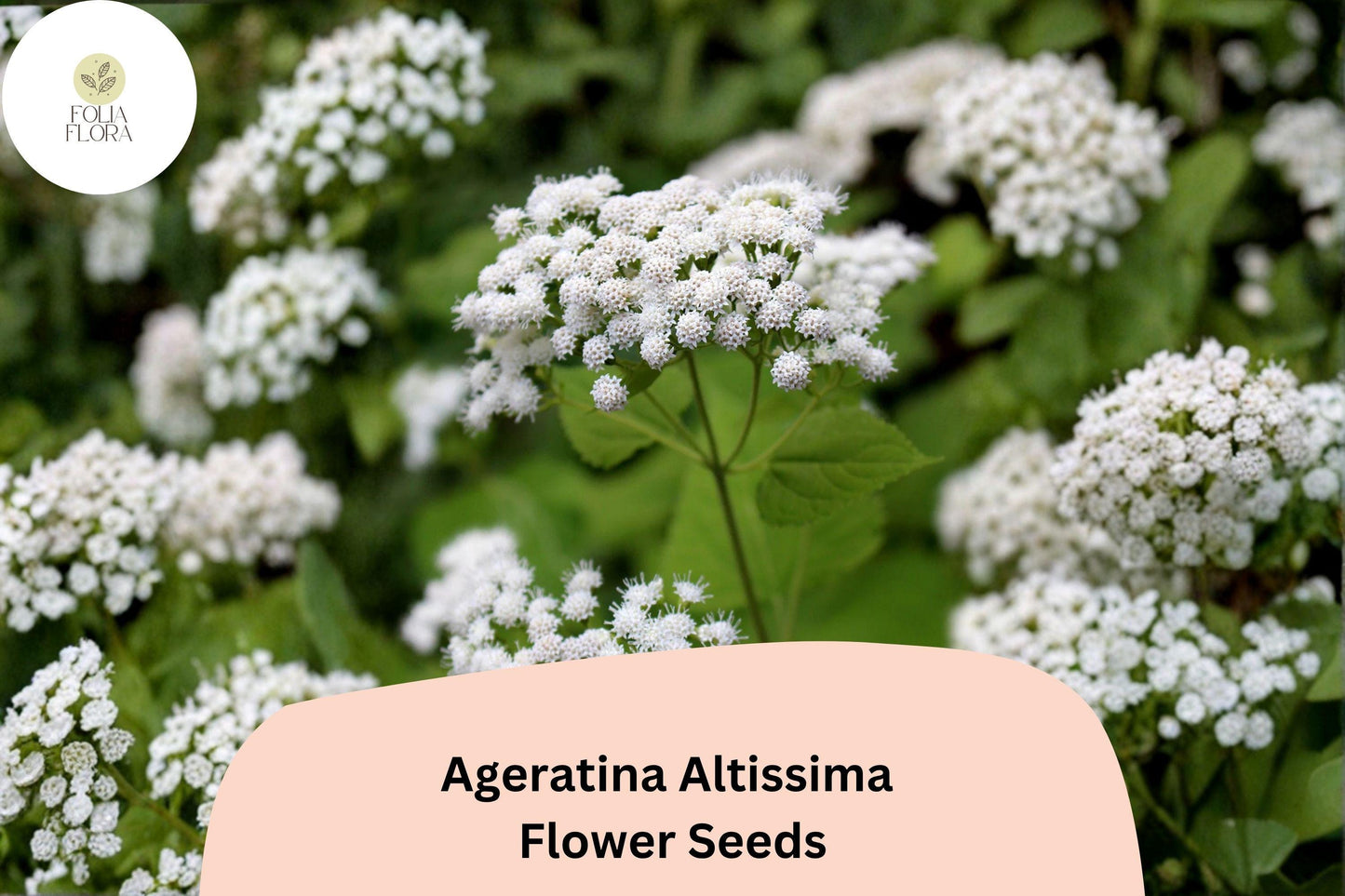 500 Ageratina altissima Seeds | White Snakeroot | Native Wildflower for Pollinator & Woodland Gardens