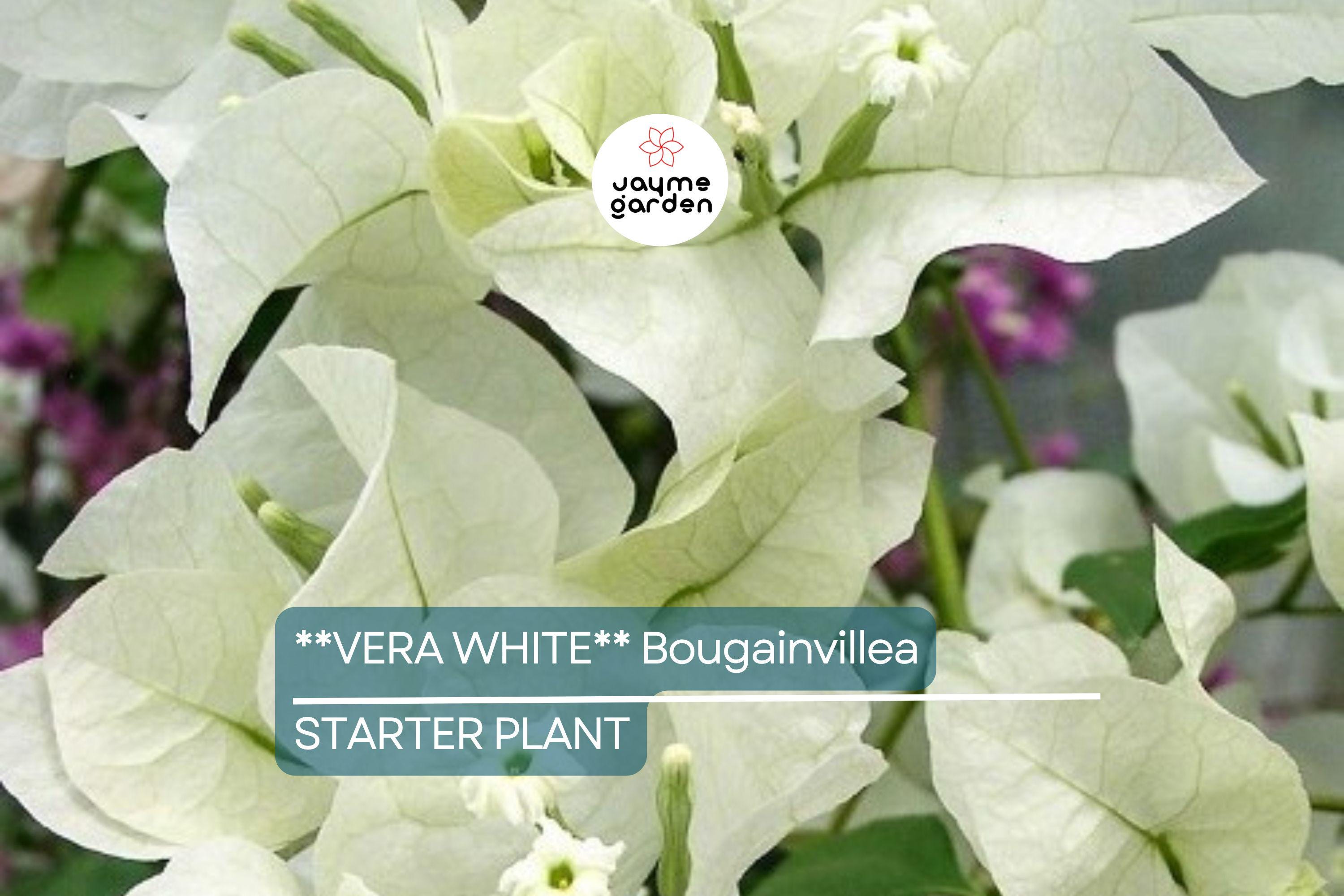 Vera White Bougainvillea Starter Plant | Well-Rooted Plug | Evergreen Vine or Shrub | Live Plant | USDA Zones 7+ | USA Seller