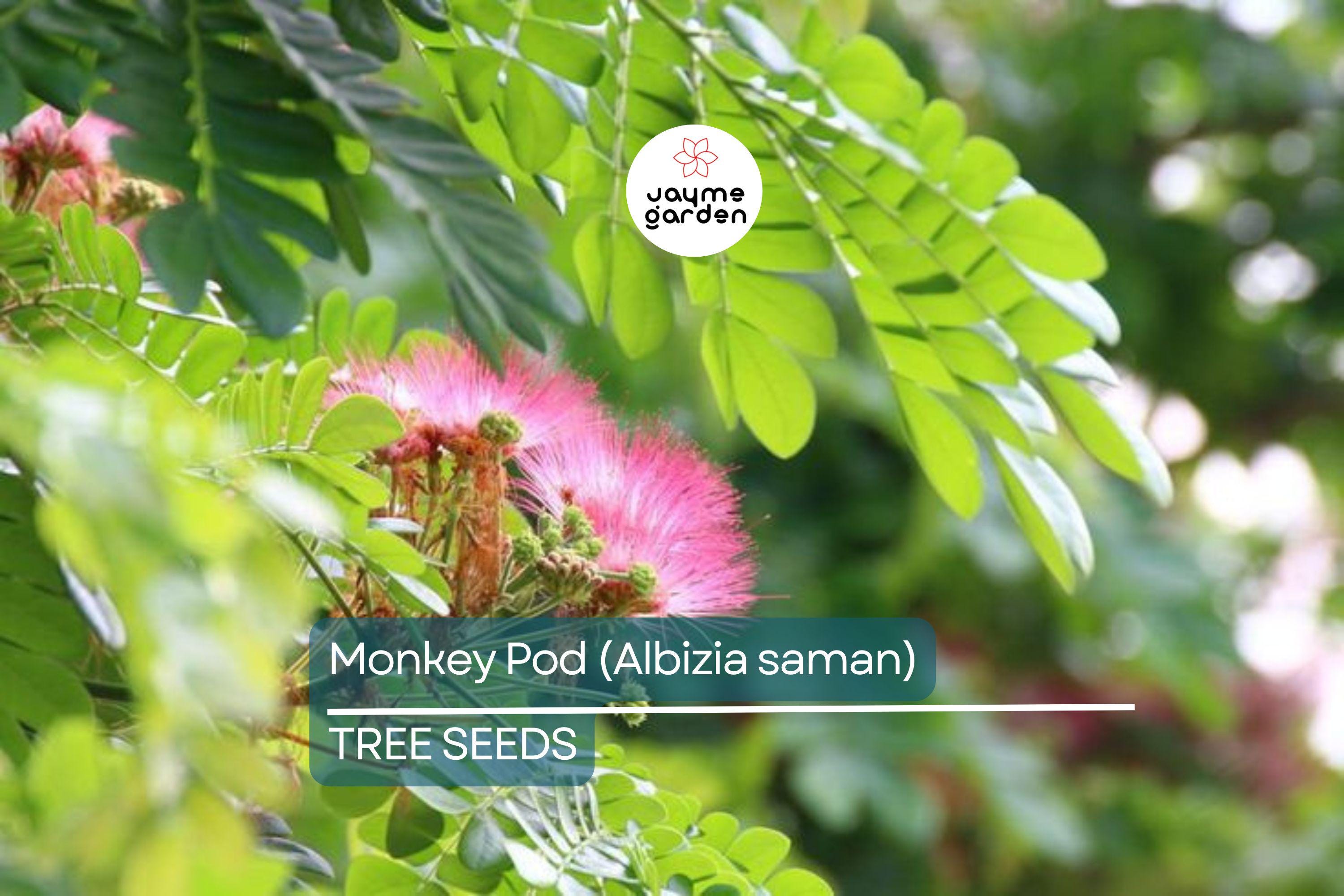 20 Rain Tree Seeds (Albizia saman) – Monkey Pod, Tropical Shade Tree, Bonsai, Zones 10-12