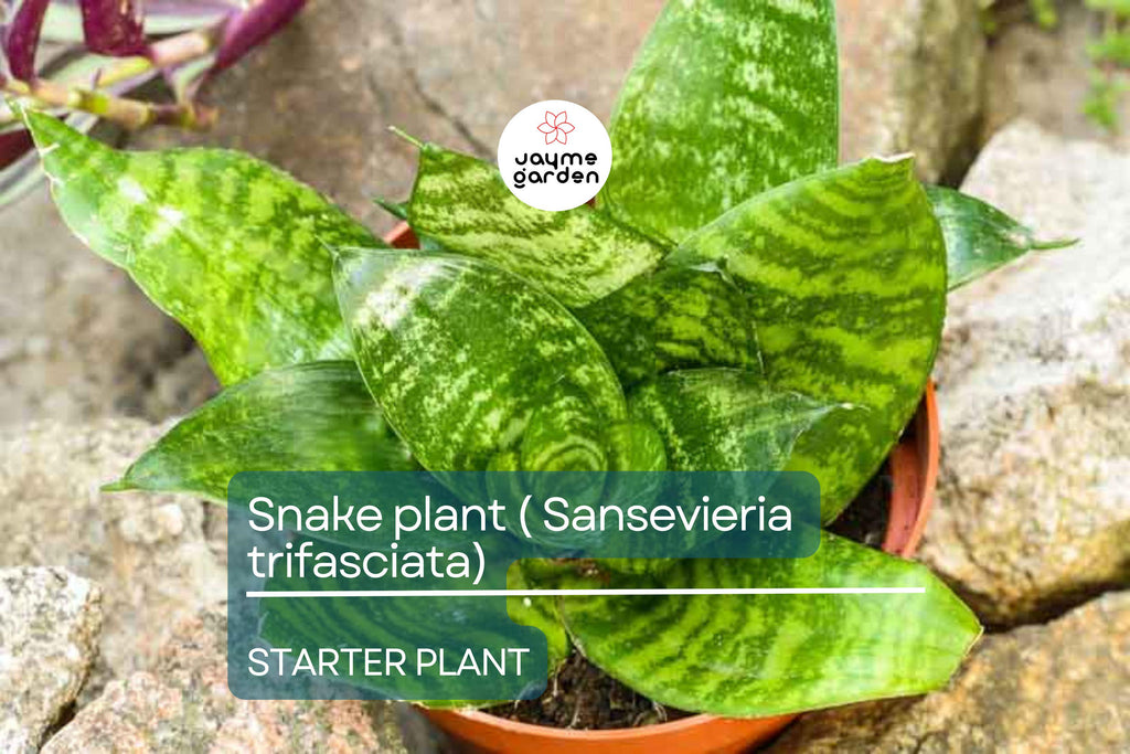 Snake Plant Starter (Sansevieria trifasciata) – Easy Care, Air-Purifying Indoor Plant with Striking Upright Leaves, Live Plant
