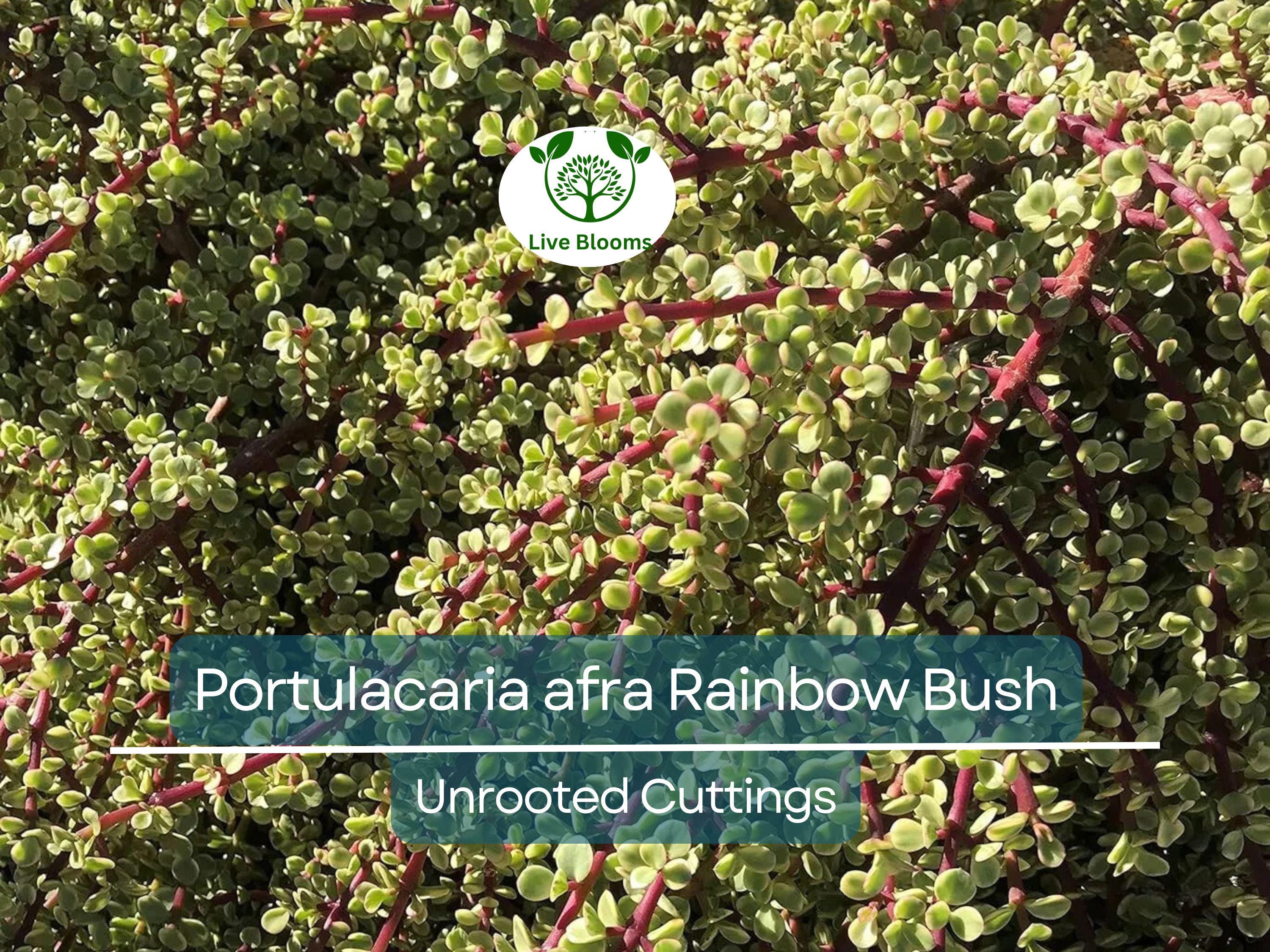 20 Unrooted Cuttings Rainbow Elephant Bush (Portulacaria afra) Succulent Cactus - Rare Colorful Plant for DIY Propagation