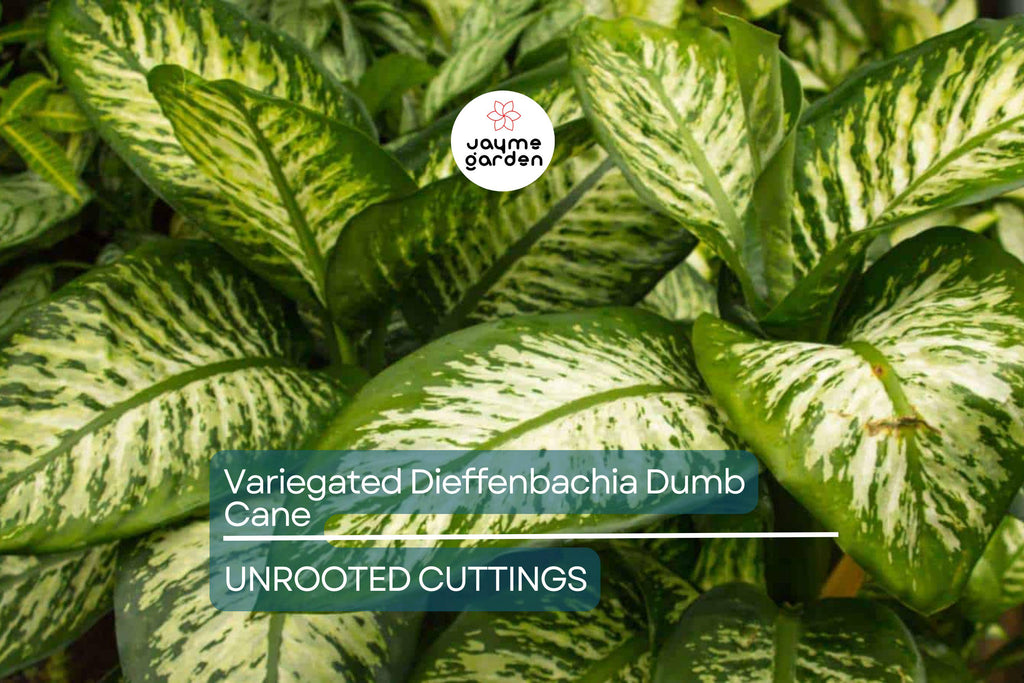 Variegated Dieffenbachia Dumb Cane Live Cutting | Rare Houseplant | Air-Purifying & Fast-Growing | 4-8" Fresh Cutting
