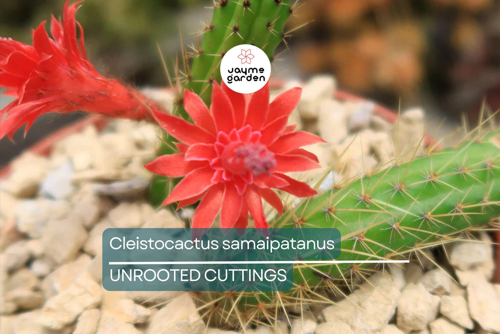 Cleistocactus samaipatanus Cutting, Flowering Cactus, 5" Tip Cutting - Easy to Grow