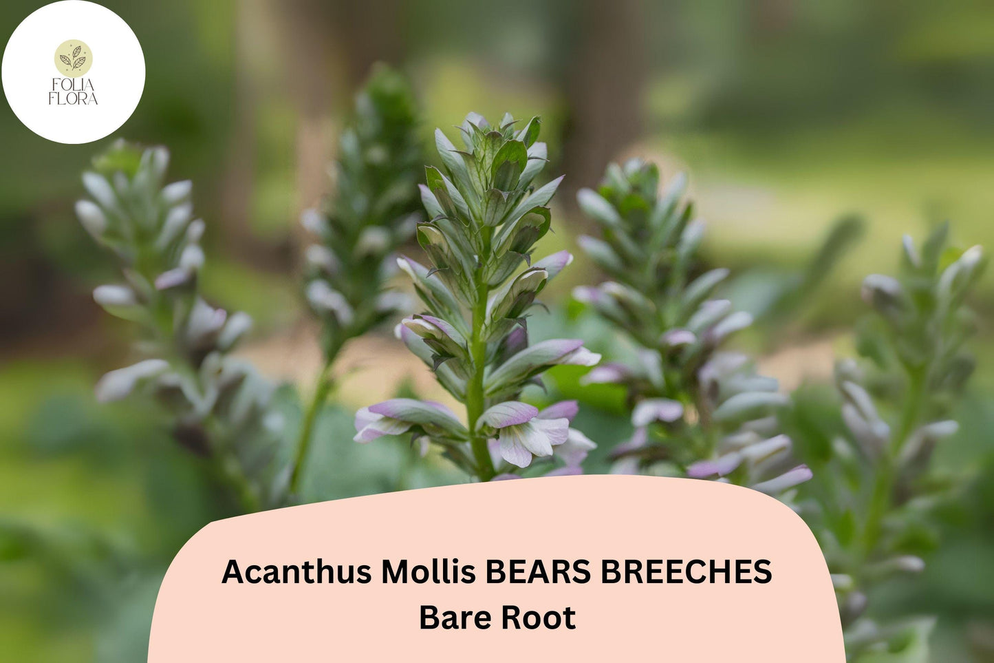 Acanthus mollis Bear’s Breeches | 1 Live 6” Plant Purple White Flower Perennial