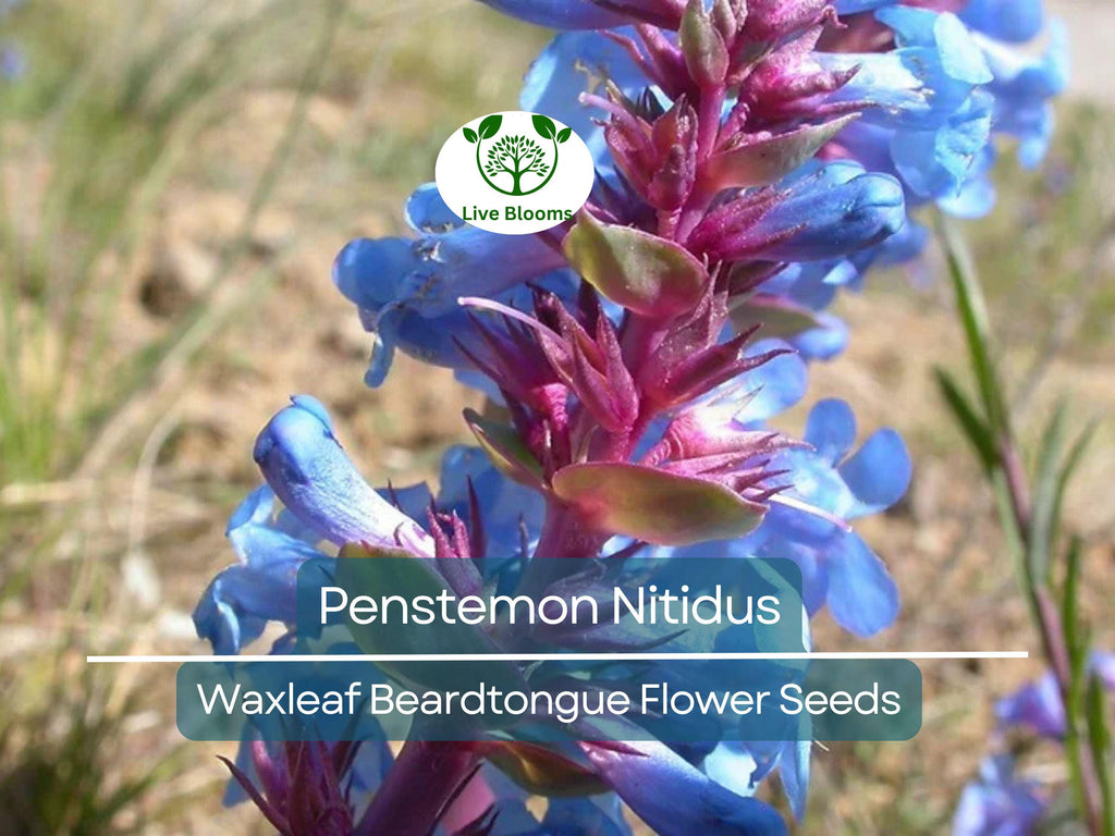 100 mg Seeds Penstemon Nitidus (Waxleaf Beardtongue) for Planting | Drought-Tolerant Perennial Wildflower for Gardens & Pollinator Habitats