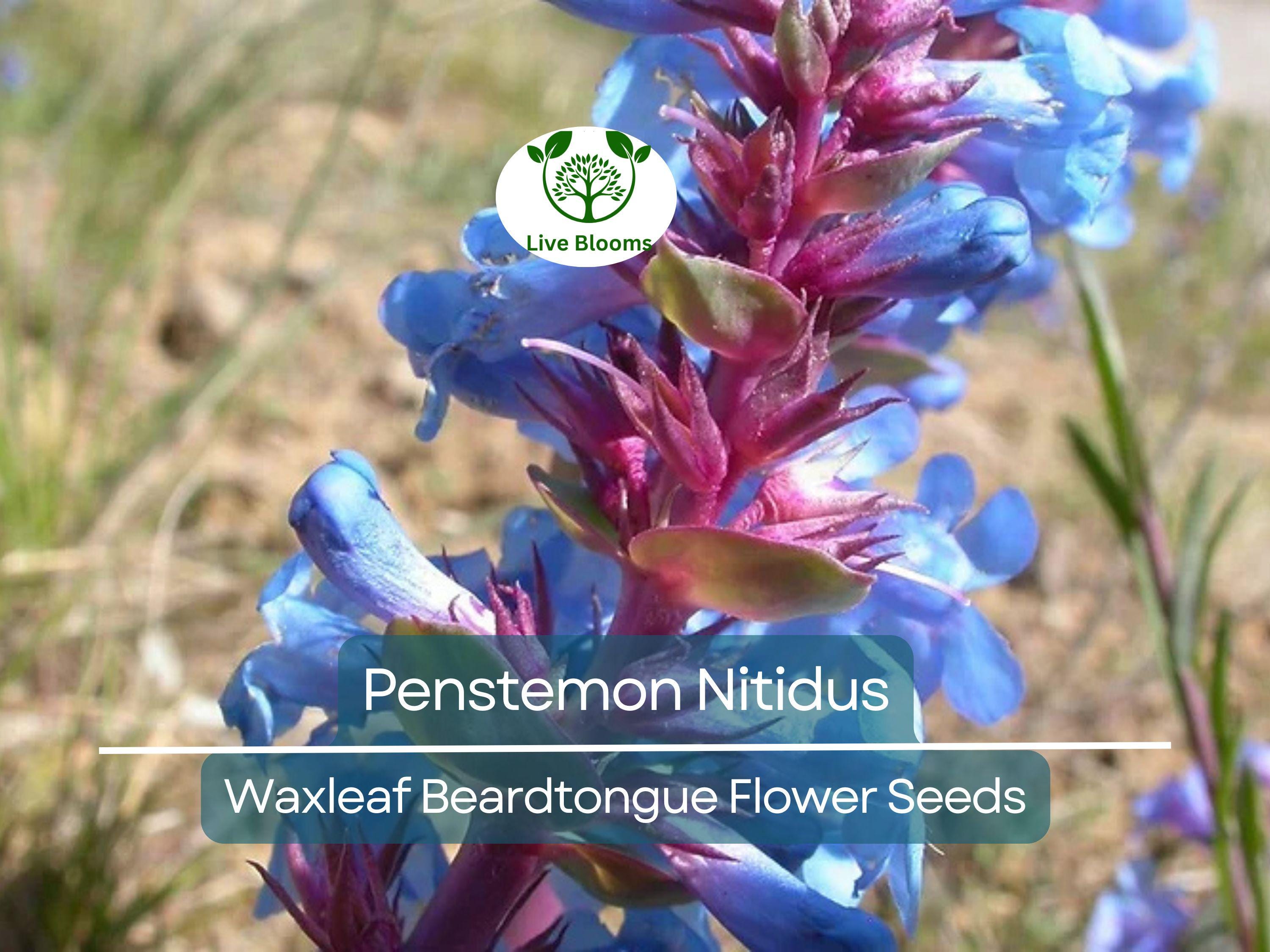 100 mg Seeds Penstemon Nitidus (Waxleaf Beardtongue) for Planting | Drought-Tolerant Perennial Wildflower for Gardens & Pollinator Habitats