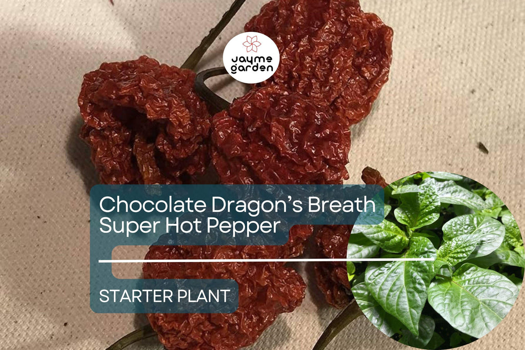 3 Chocolate Dragon’s Breath Starter Plants - Super Hot Pepper Live Plants - Young Plants for Gardens, Containers, & Spicy Recipes