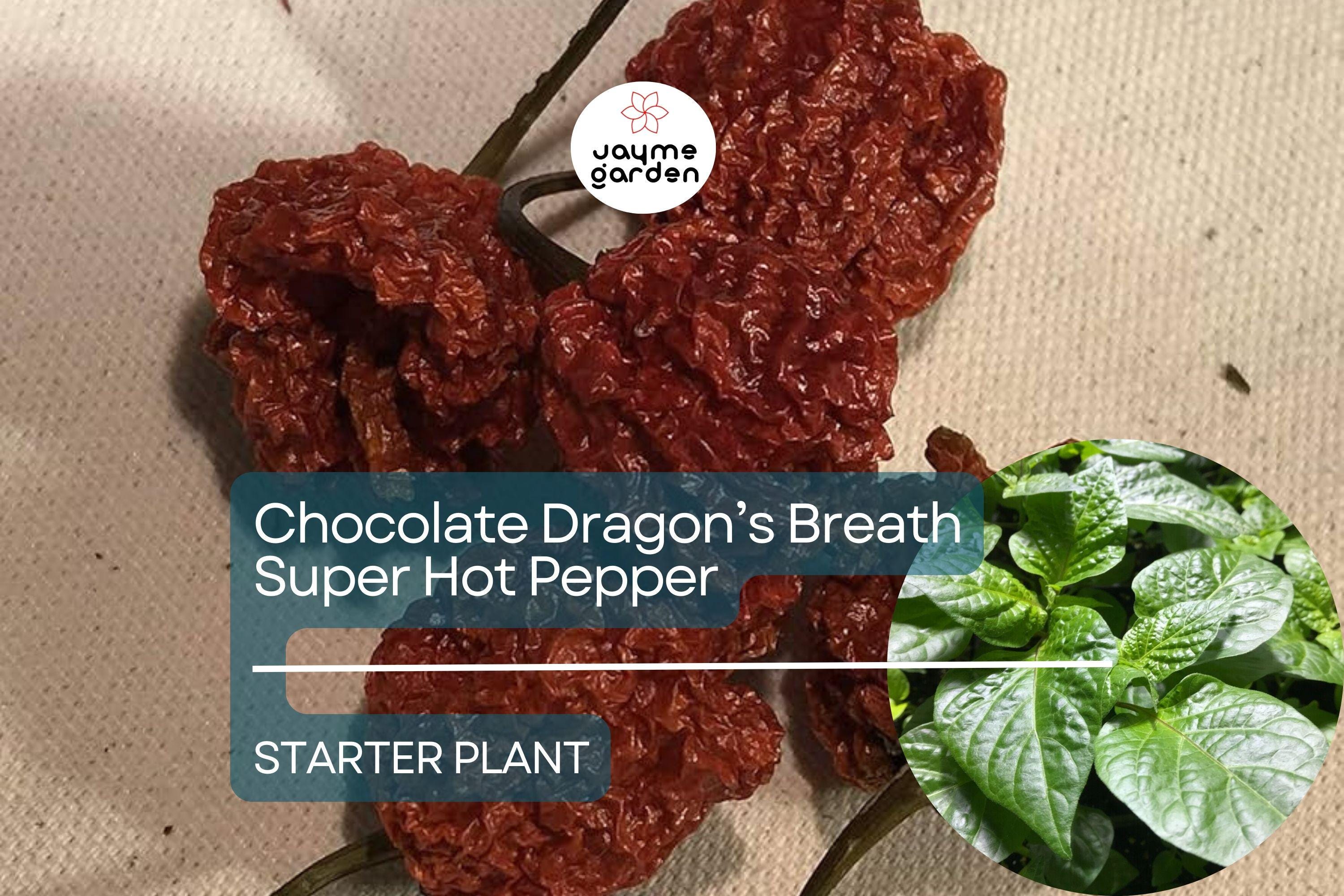 3 Chocolate Dragon’s Breath Starter Plants - Super Hot Pepper Live Plants - Young Plants for Gardens, Containers, & Spicy Recipes