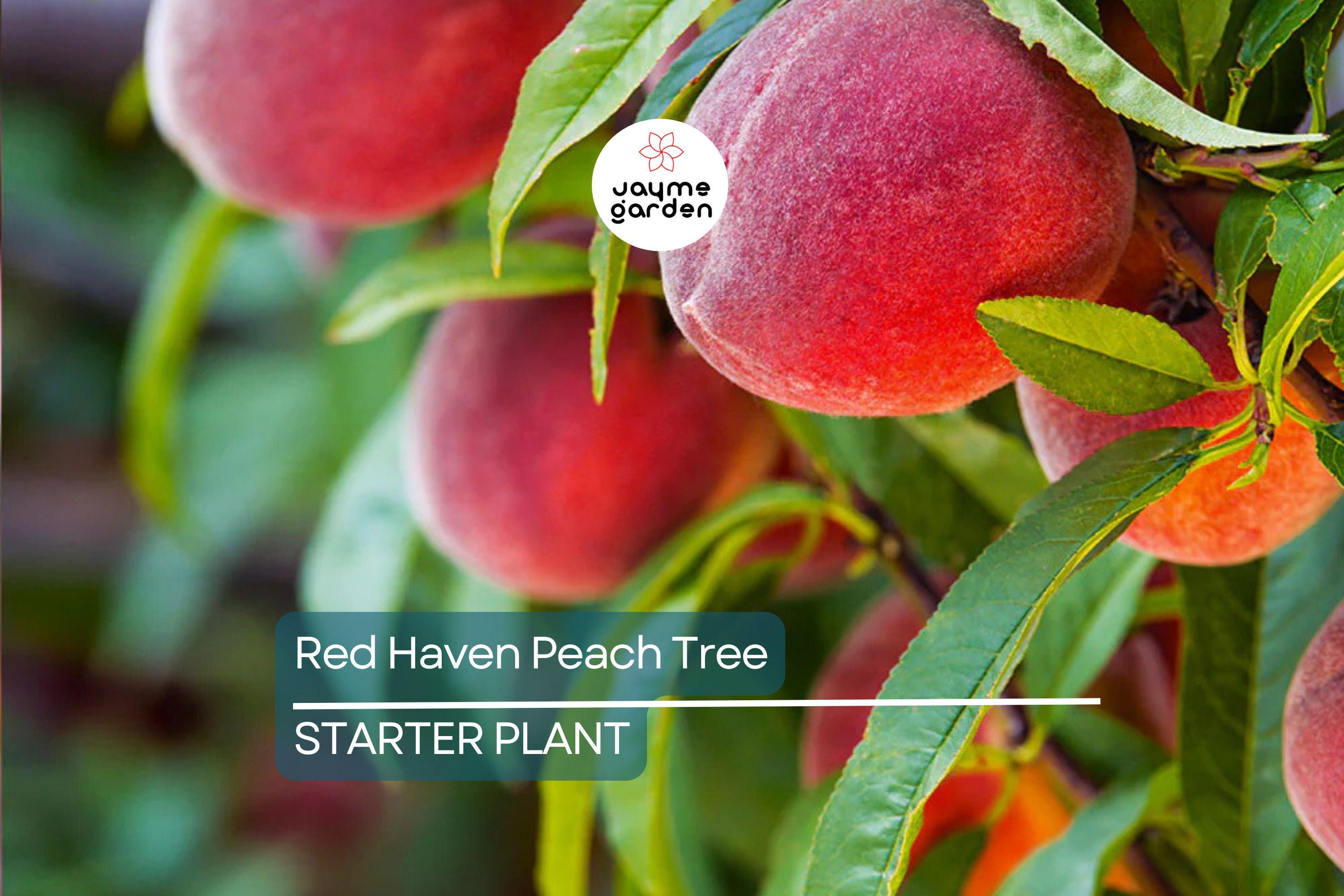 Two 2 Ft Red Haven Peach Tree | Dwarf, Pink Blossoms, Disease-Resistant | Ready to Plant | Non-GMO