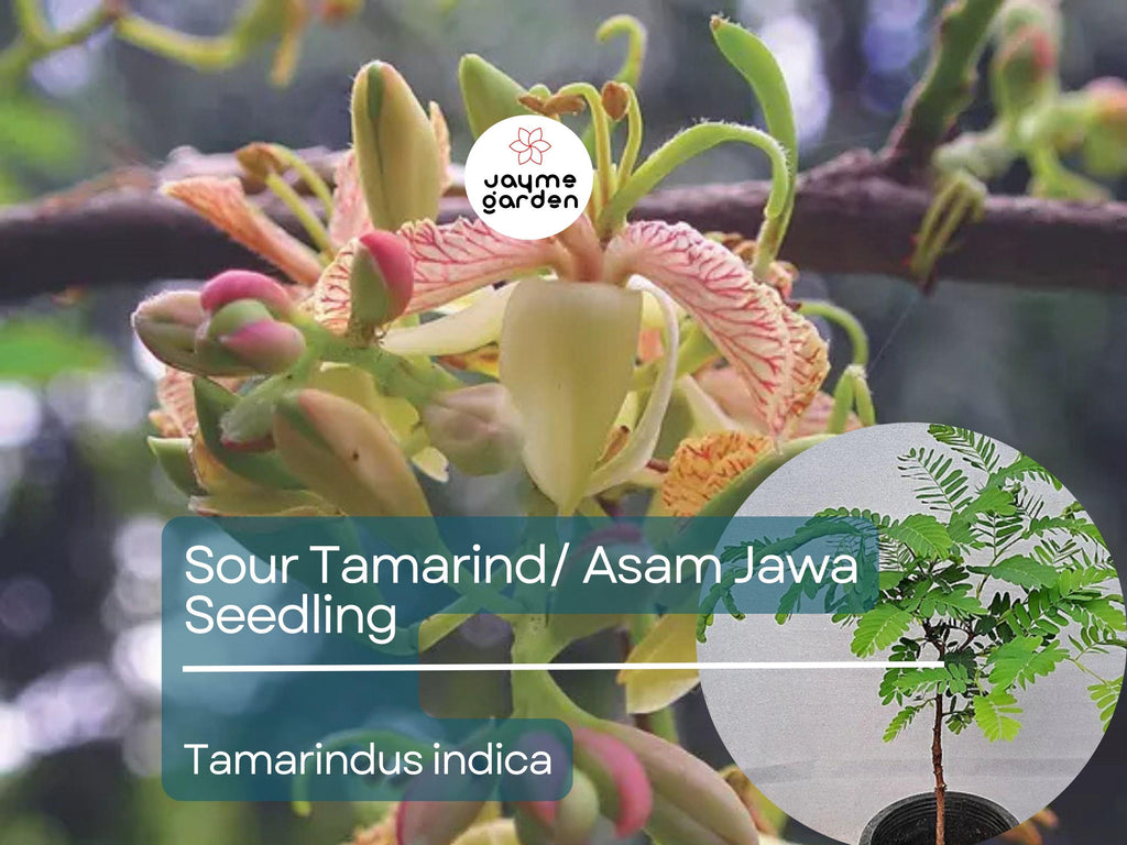 Sour Tamarind Starter Plant Seedling (Tamarindus indica) - Live Fruit Tree 2′-3′ Tall - Asam Jawa, Tangy, Tropical Fruit for Garden Orchard