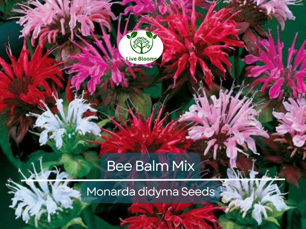 90 Seeds Bee Balm Monarda Didyma Mixed Colors, Perennial Hummingbird Plant, Non-GMO, Pollinator-Friendly, Vibrant Flowers for Garden