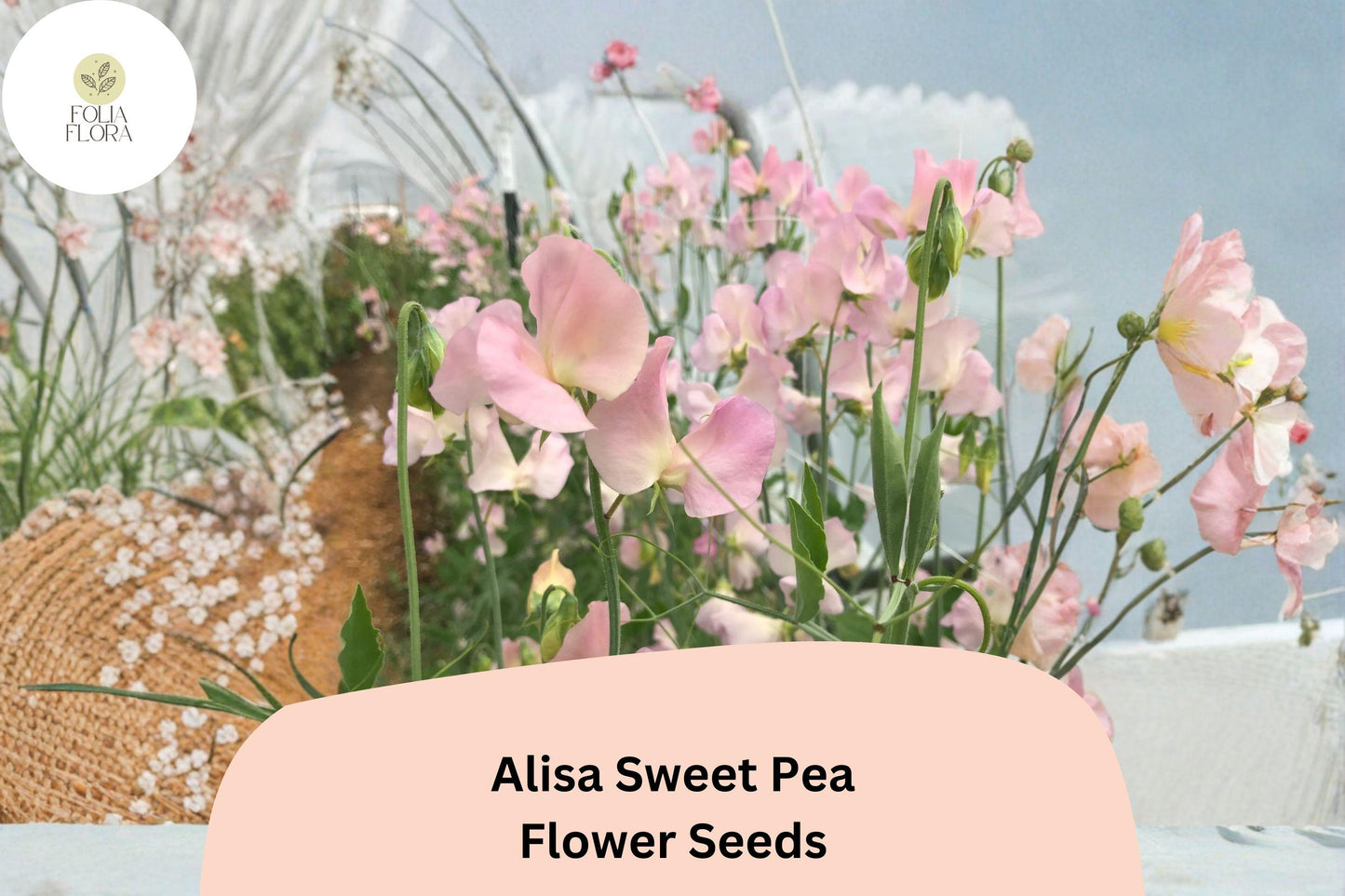50+ Alisa Sweet Pea Seeds | Lathyrus odoratus | Fragrant Climbing Flowers for Garden Planting